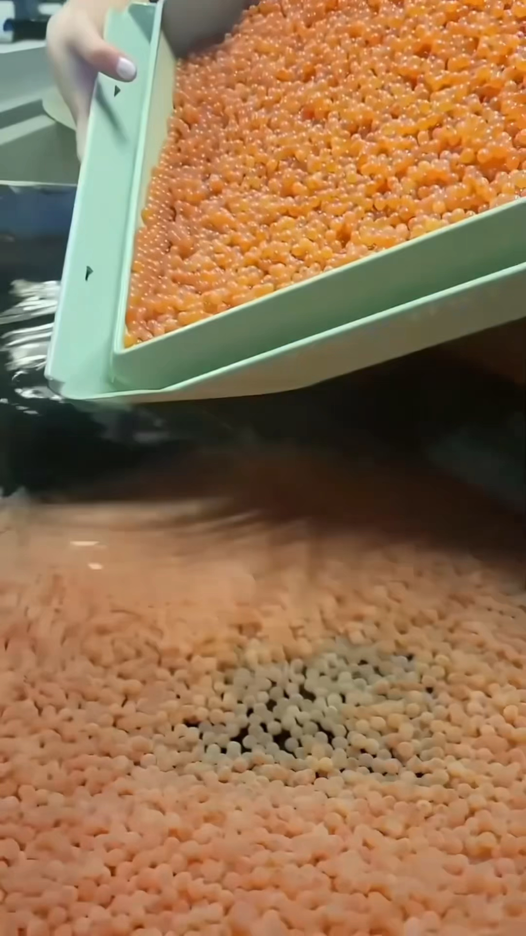 人工是如何繁殖鱼的