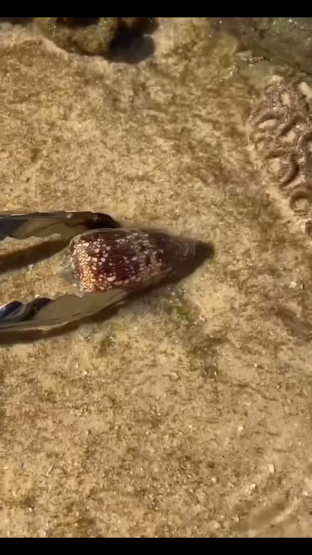 一定不要触碰这种鸡心螺