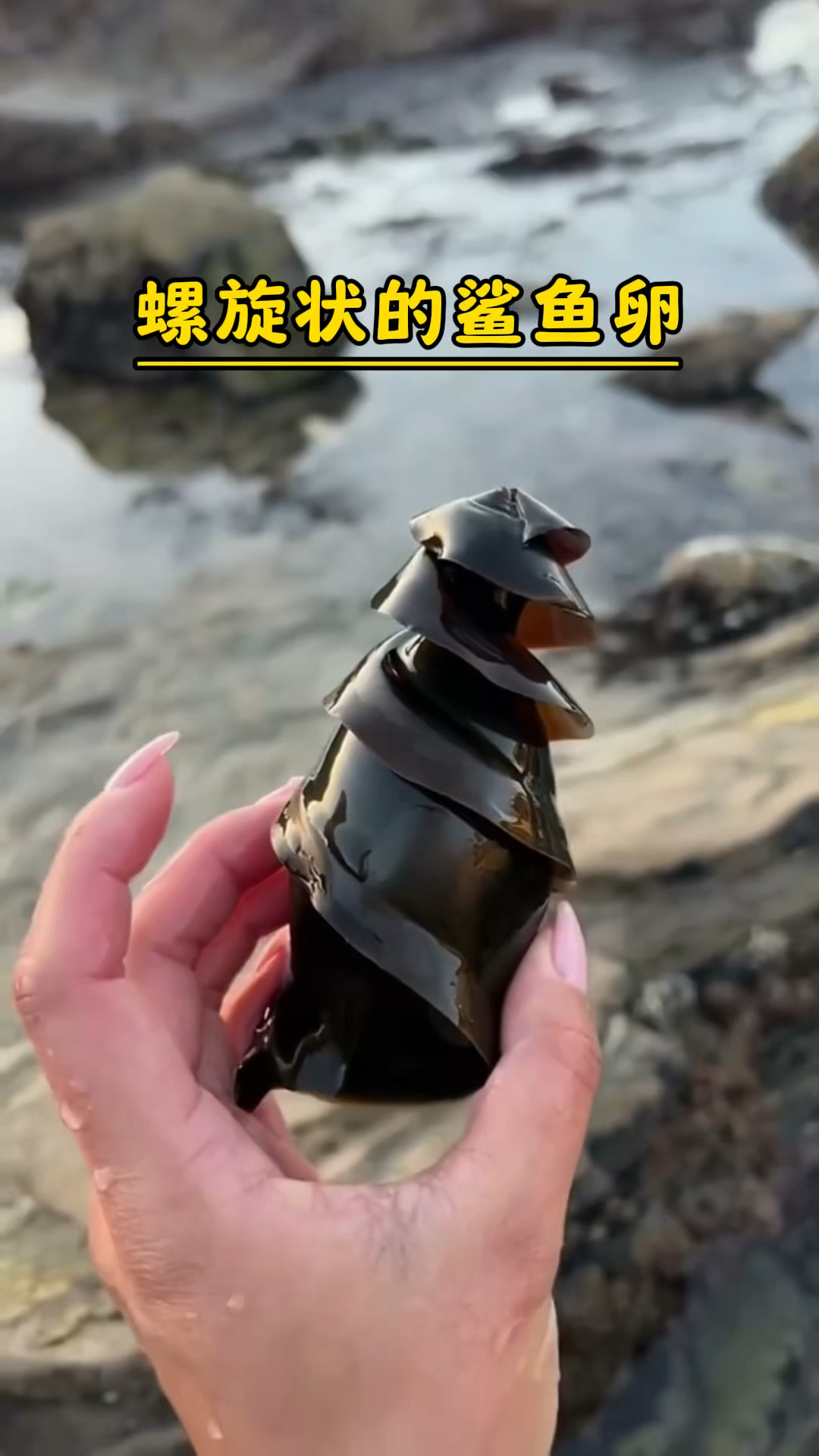 为什么有些鲨鱼卵是螺旋状