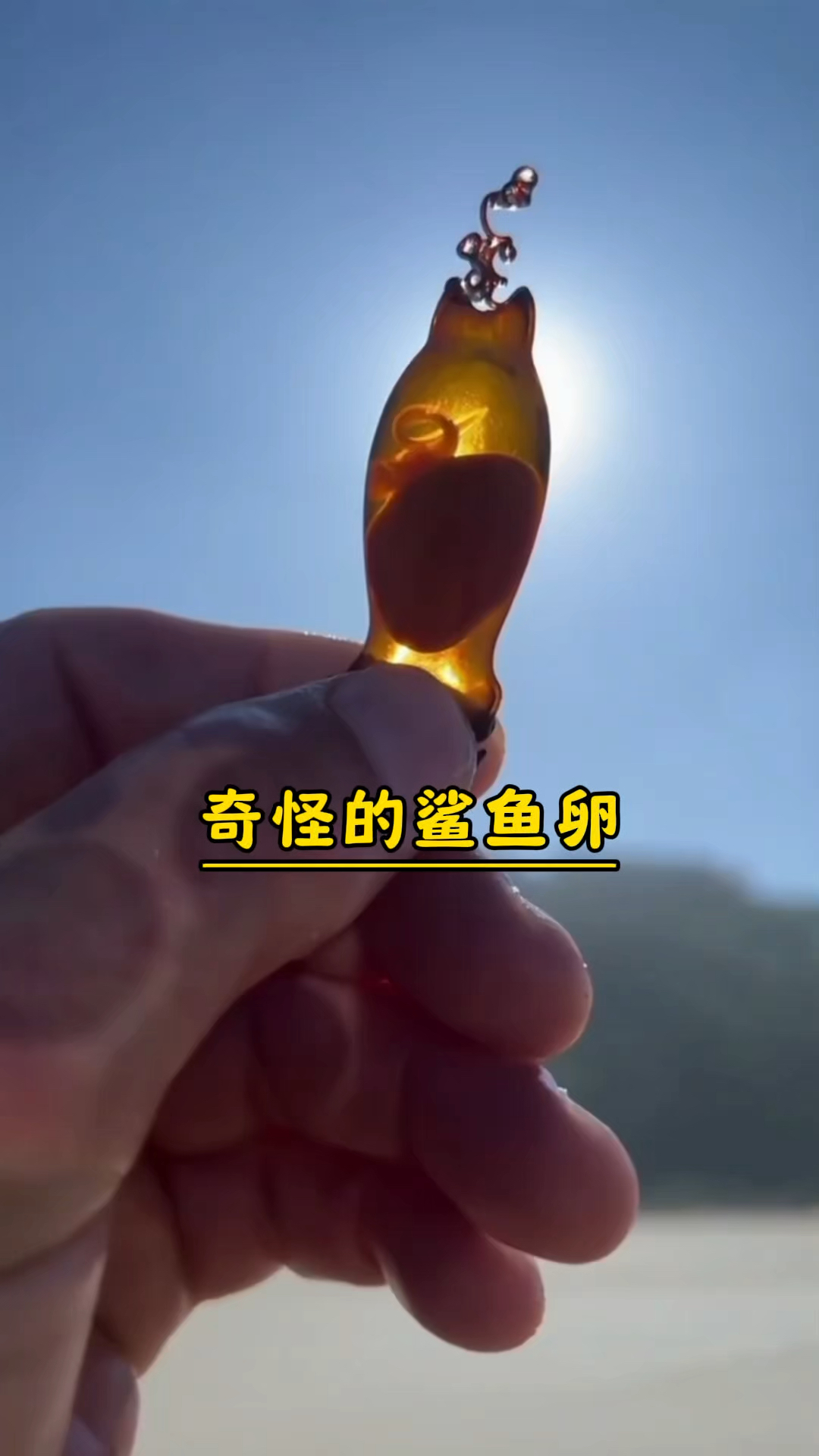 那些最奇葩的鲨鱼卵