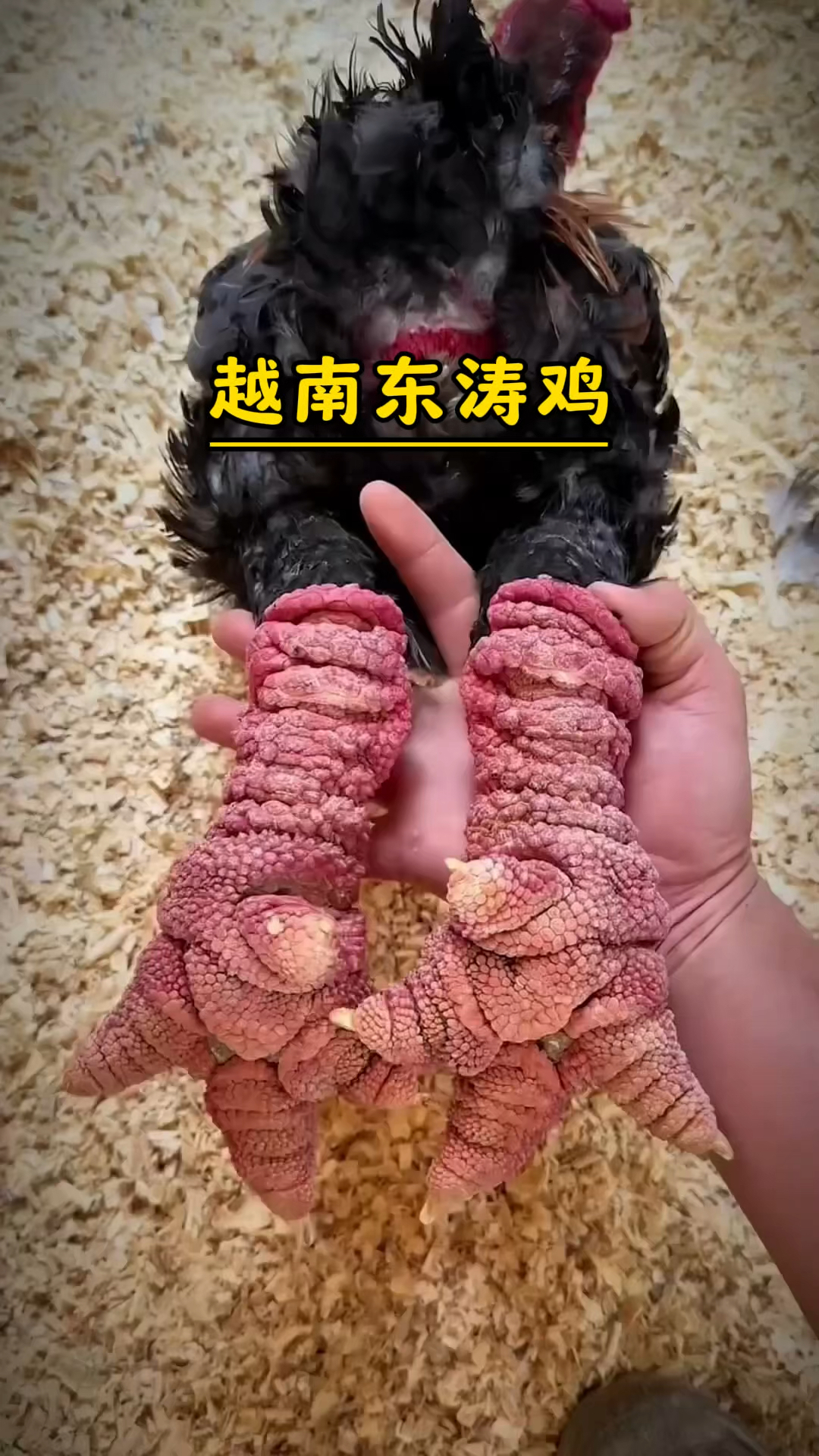 有着巨大腿的越南东涛鸡
