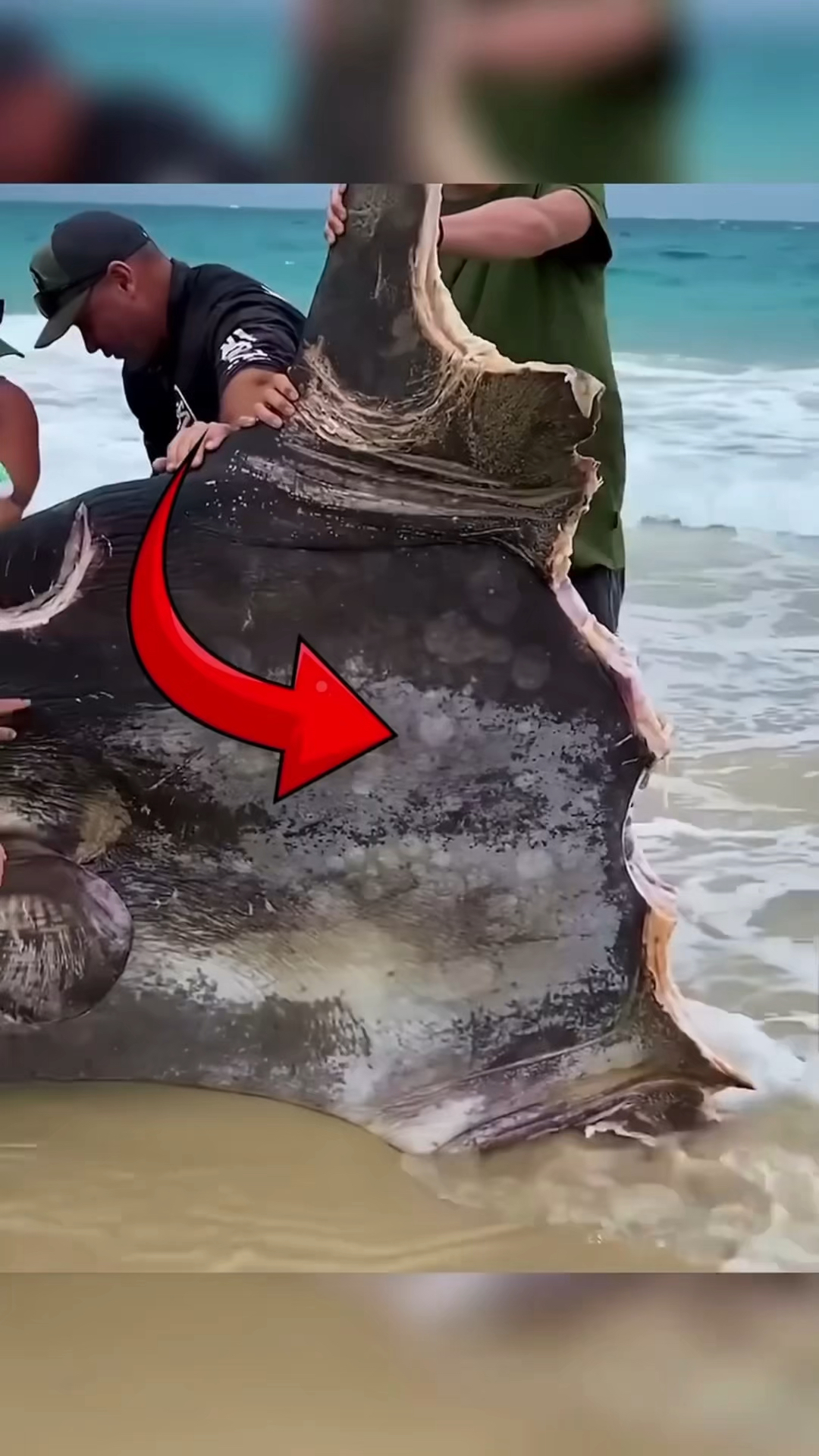 命运悲惨的翻车鱼