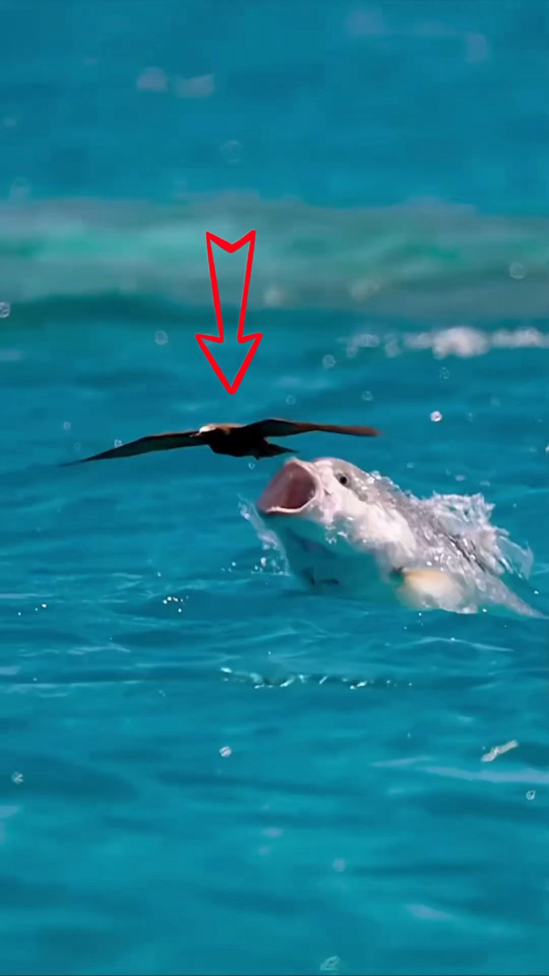 可以捕捉飞鸟的鱼