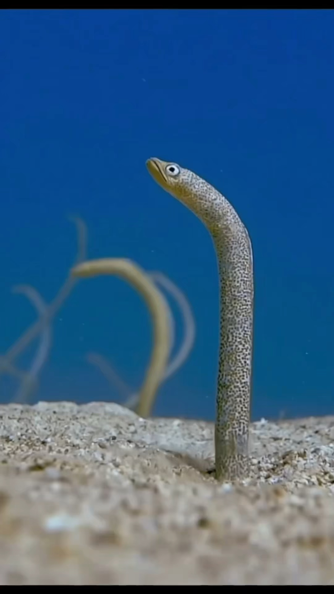 随着水流摇摆的花园鳗鱼