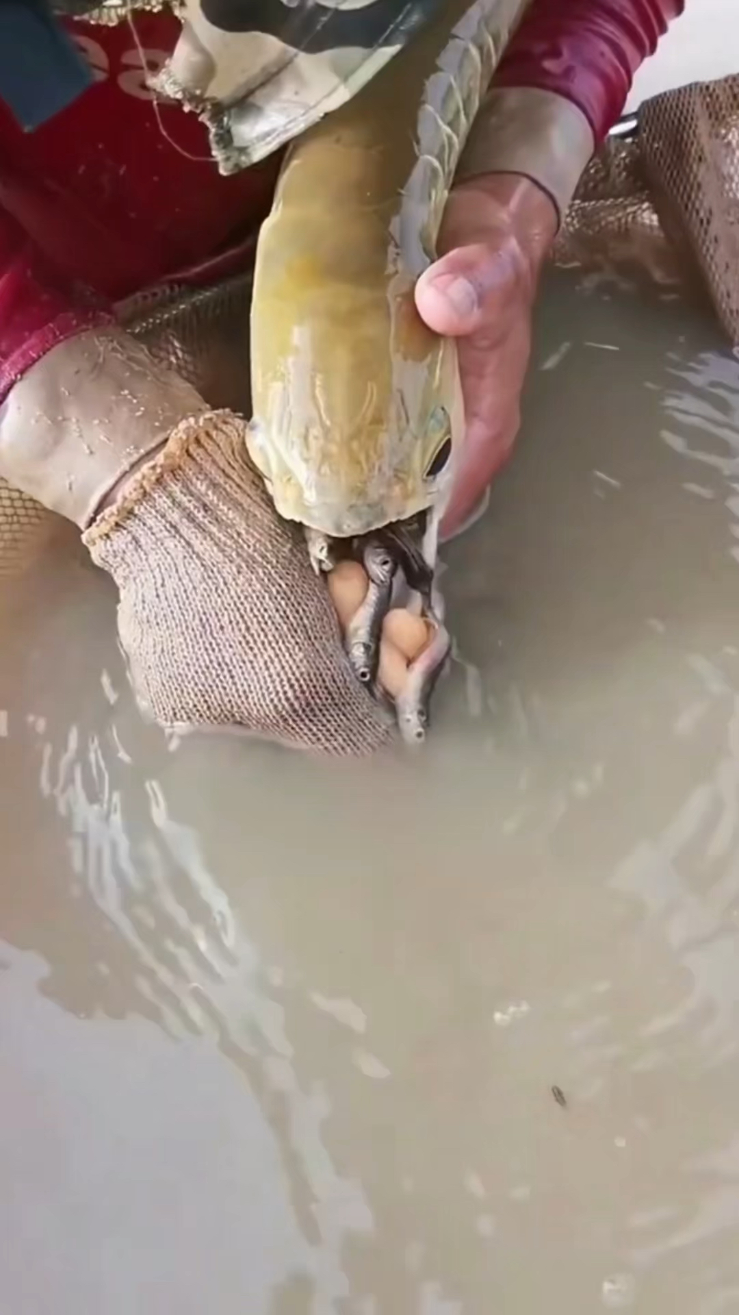动物王国中最伟大的父亲
