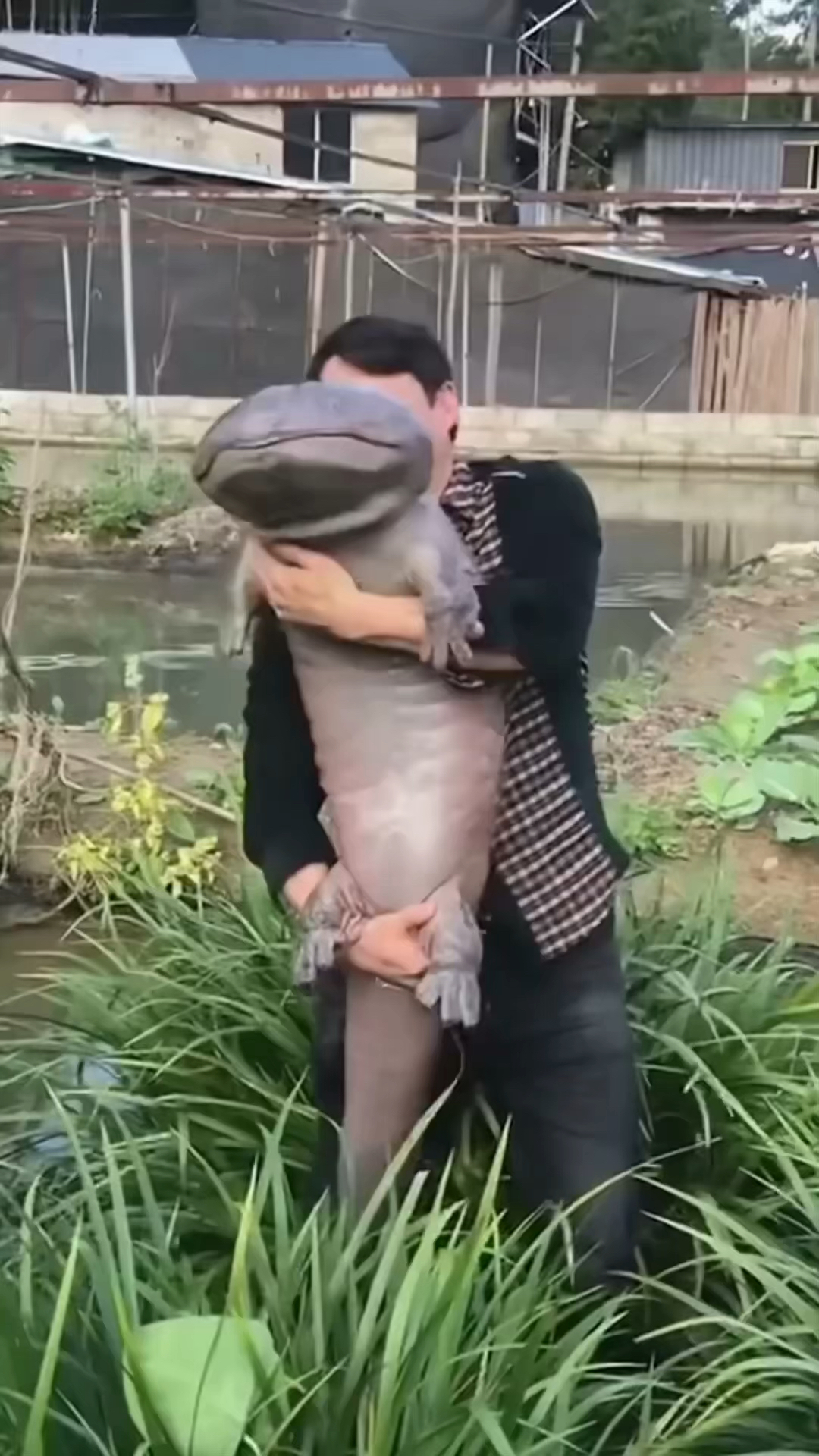 比恐龙还早的中国大鲵