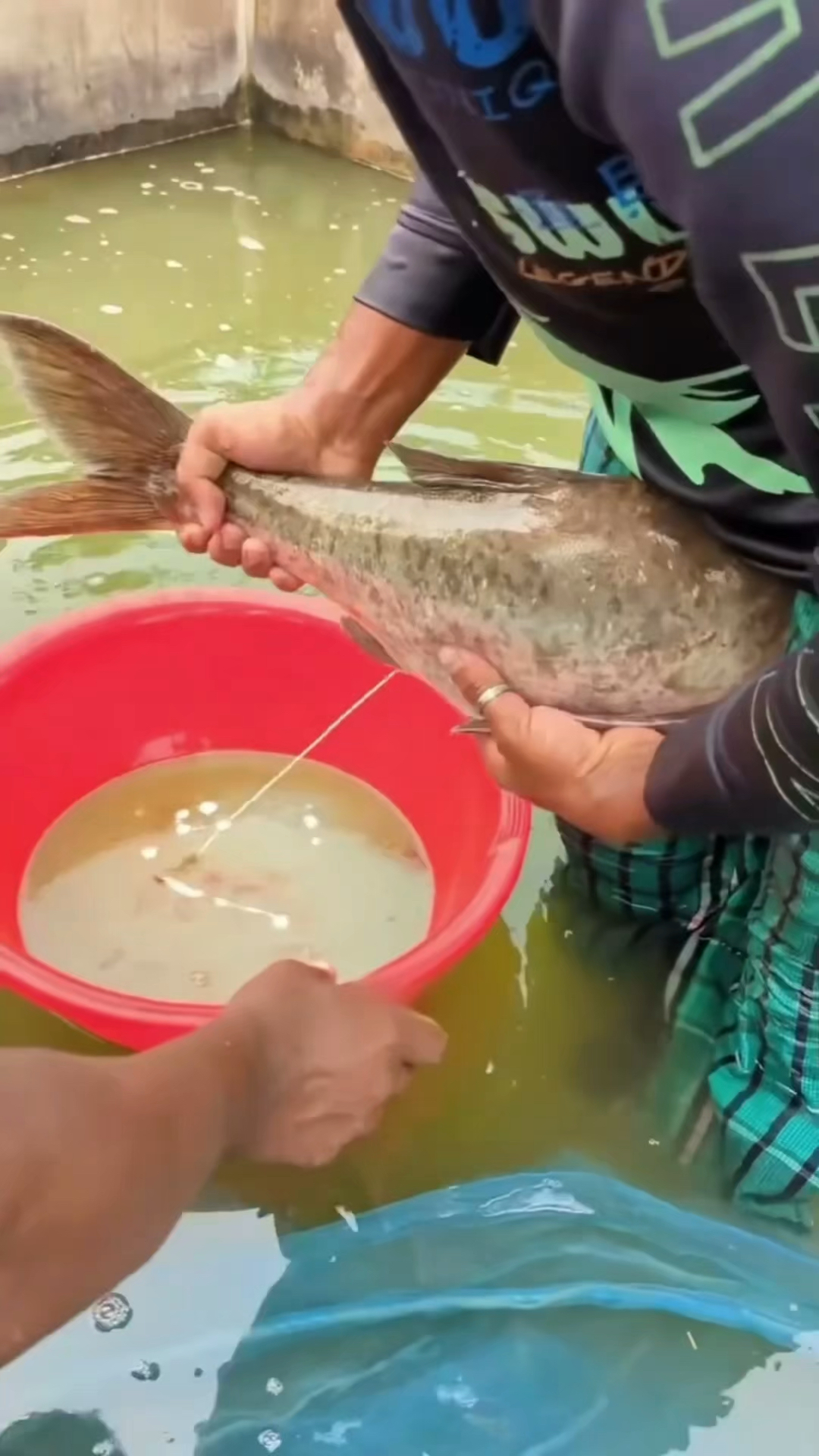 人工繁殖鱼苗的过程