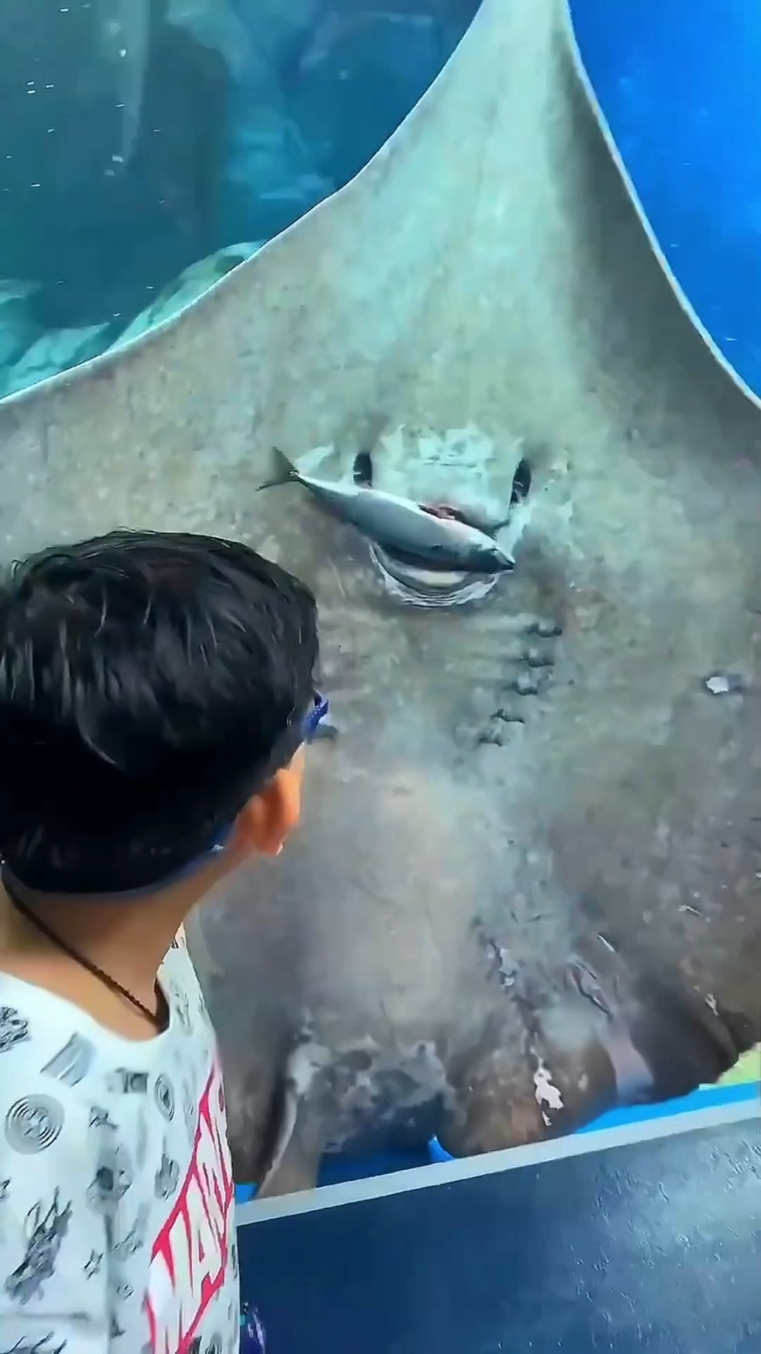 一定要小心海里的黄貂鱼