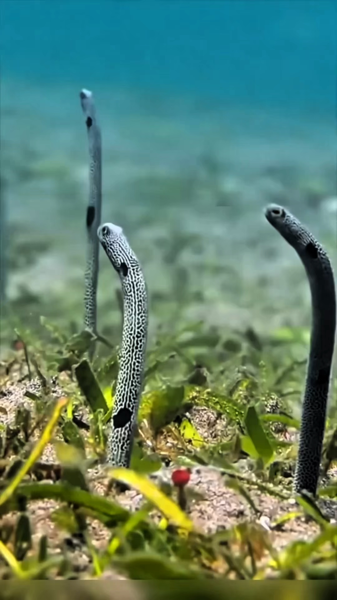 海底的花园鳗鱼群