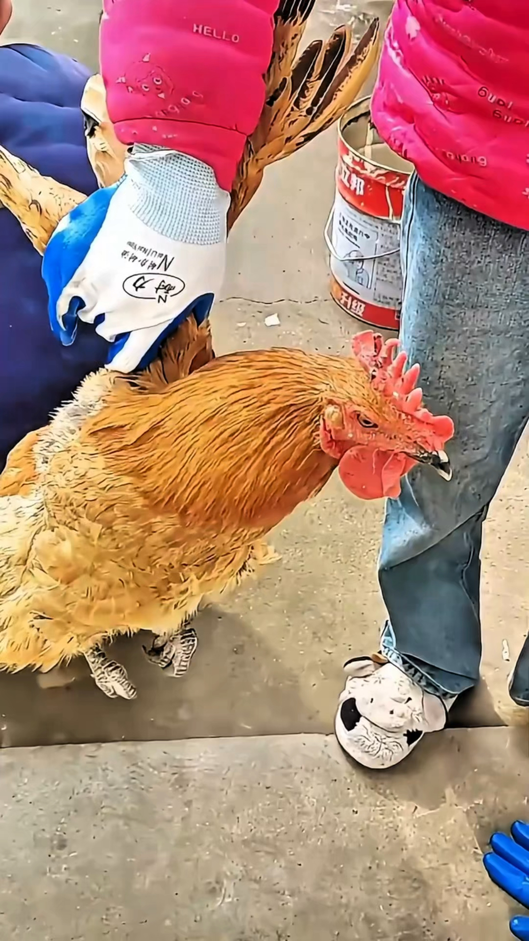 鸡头为什么比稳定器还稳定