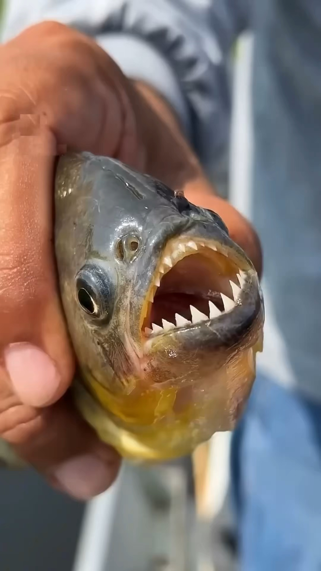 食人鱼的牙齿有多锋利