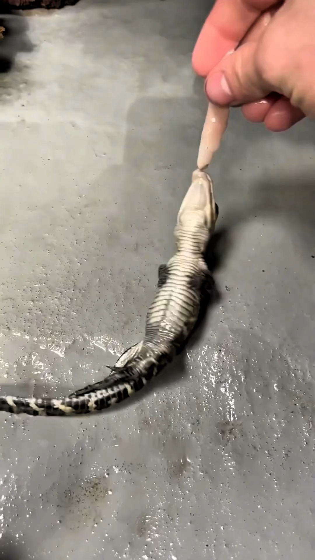 鳄鱼的死亡翻滚技能