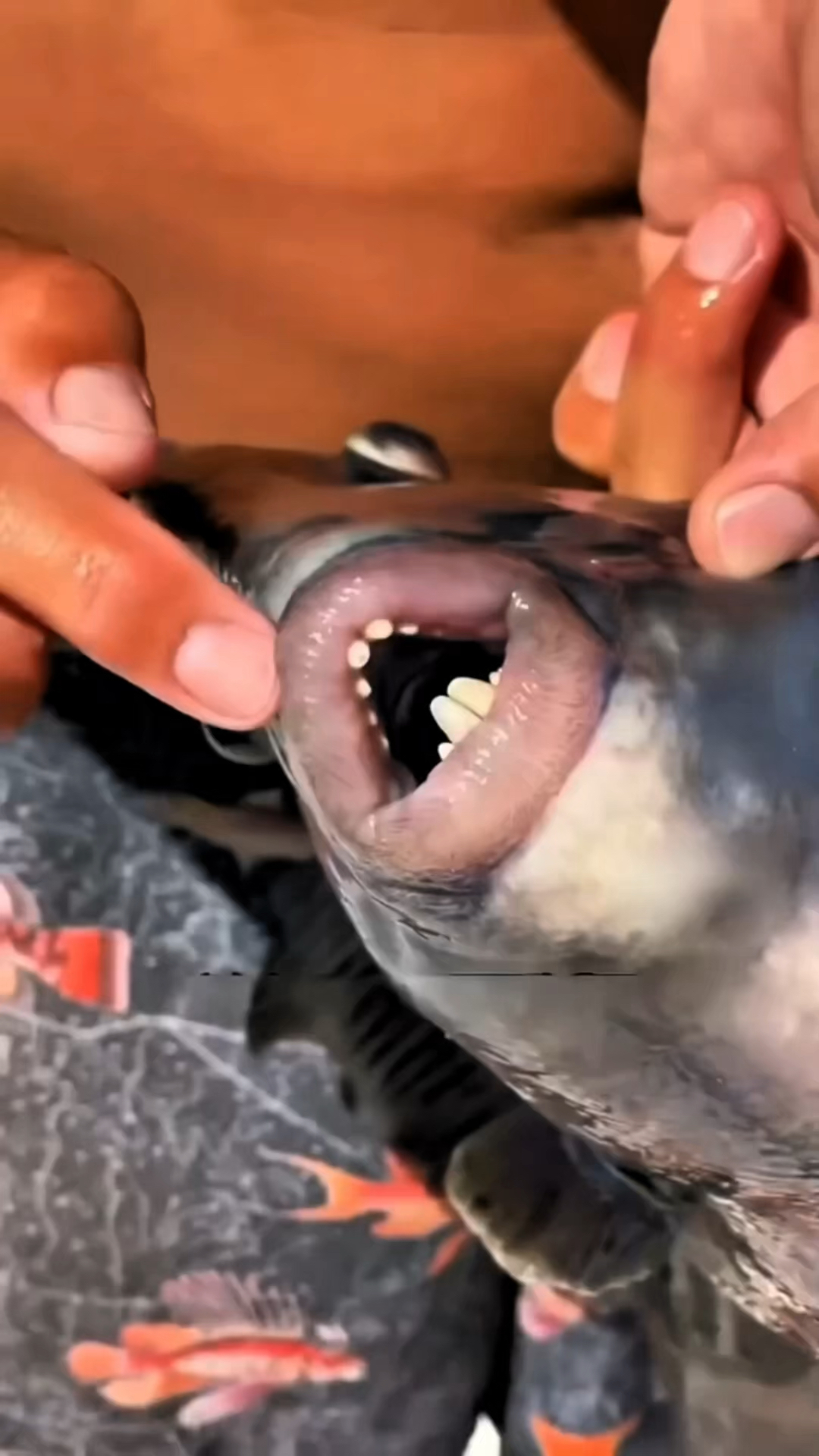 嘴巴像人嘴的扳机鱼