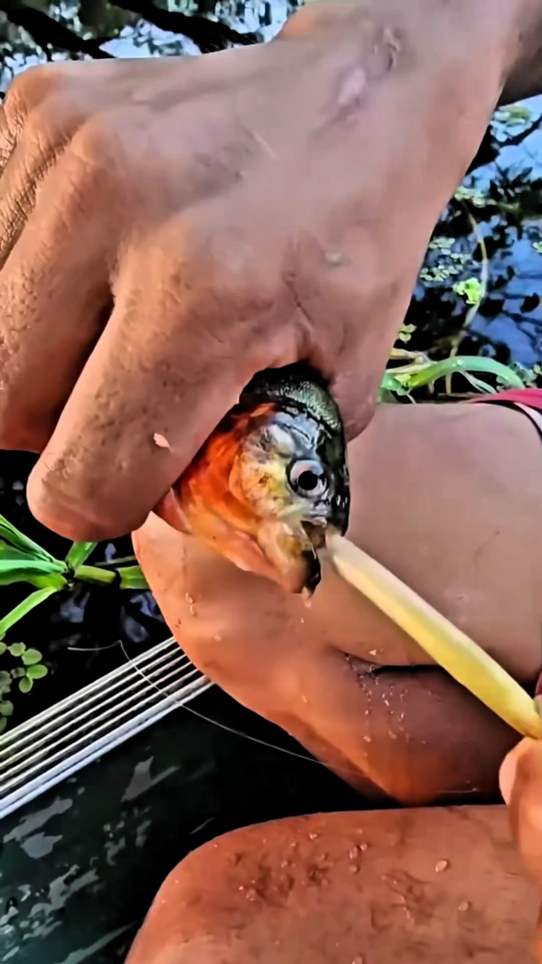 世界上最危险的三种鱼