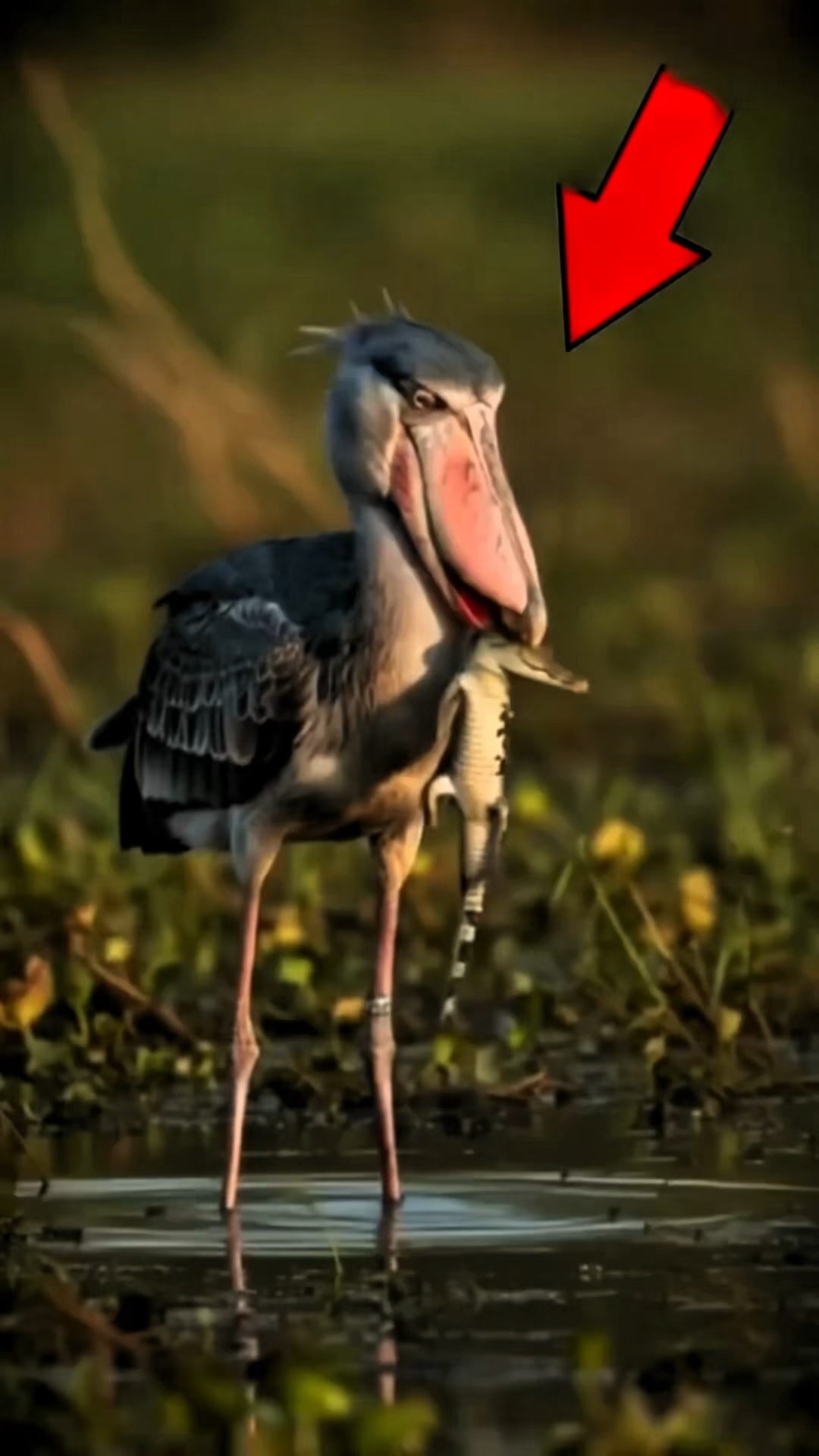 喜欢吃小鳄鱼的鲸头鹳