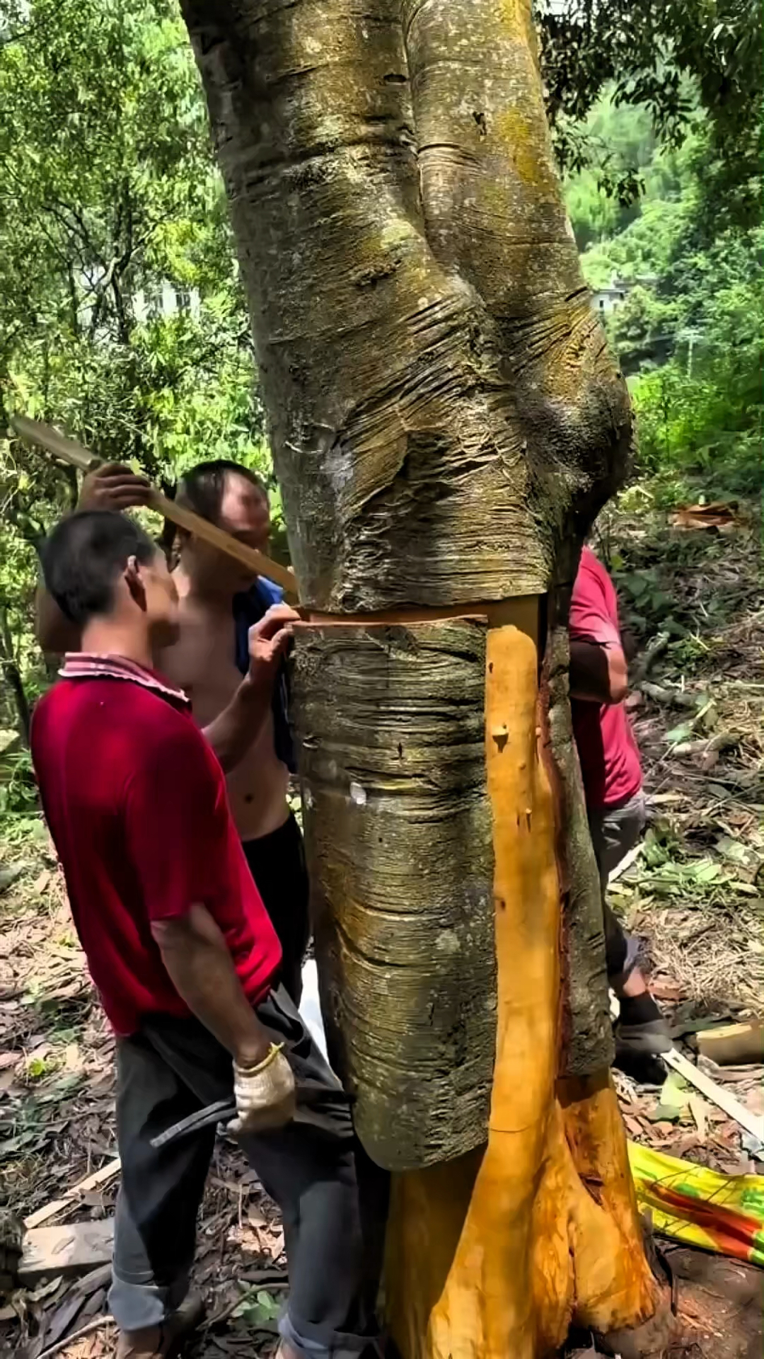 肉桂是怎么收集的