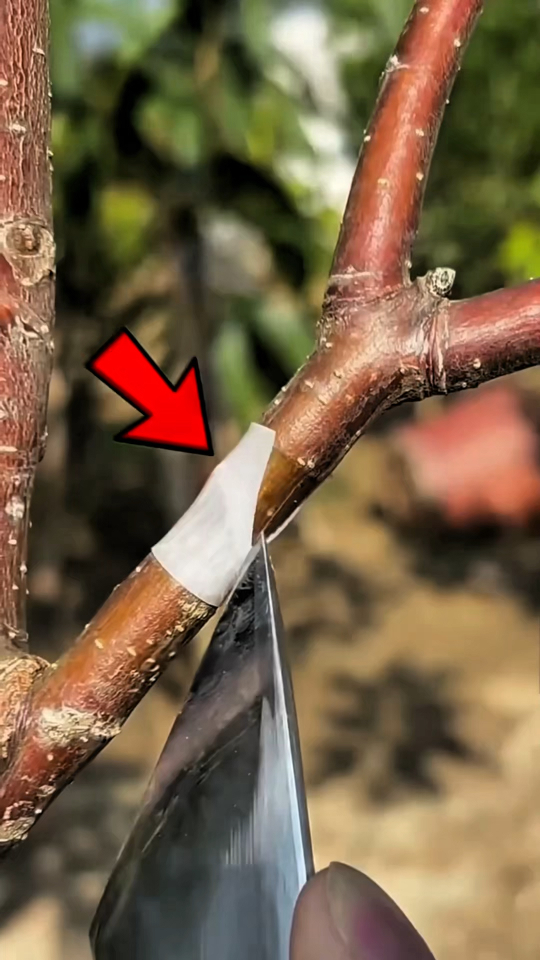 不同种类的树如何嫁接