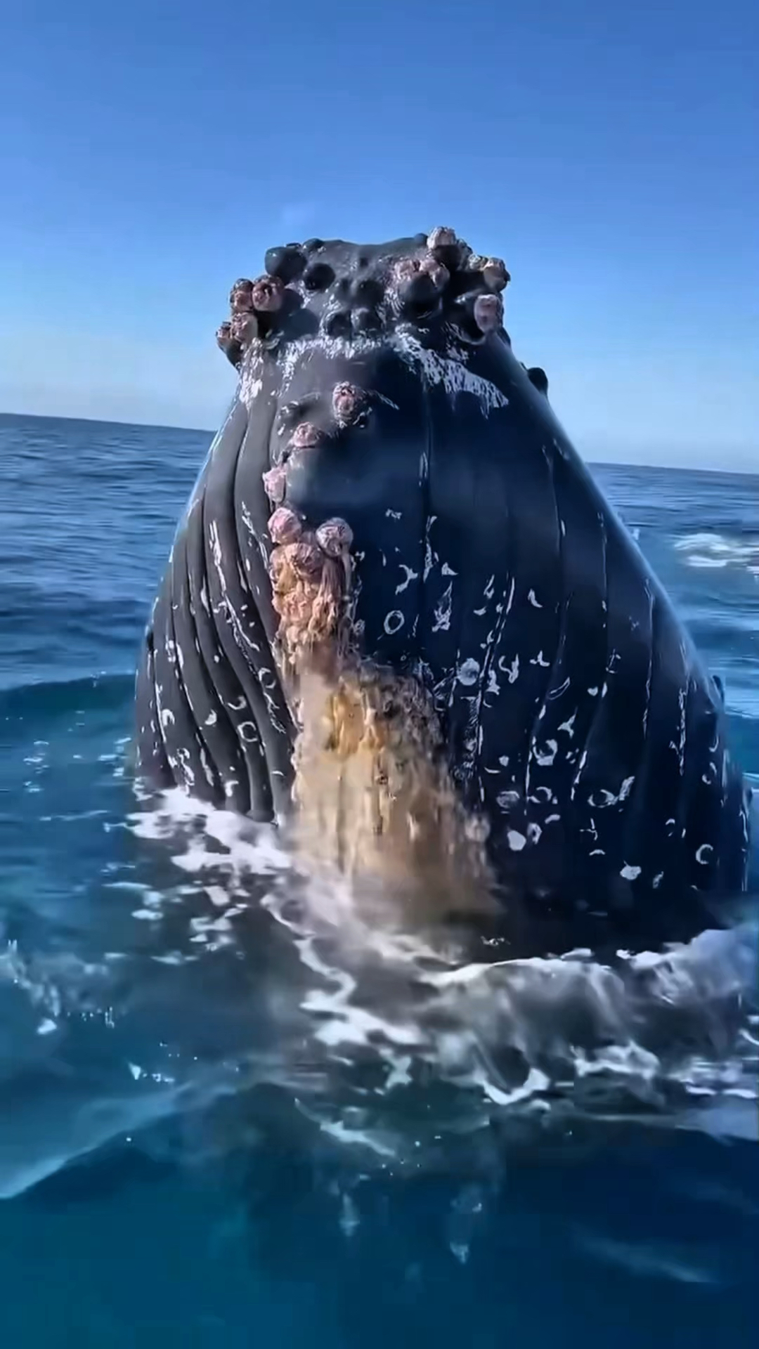 为什么鲸鱼会跳出水面