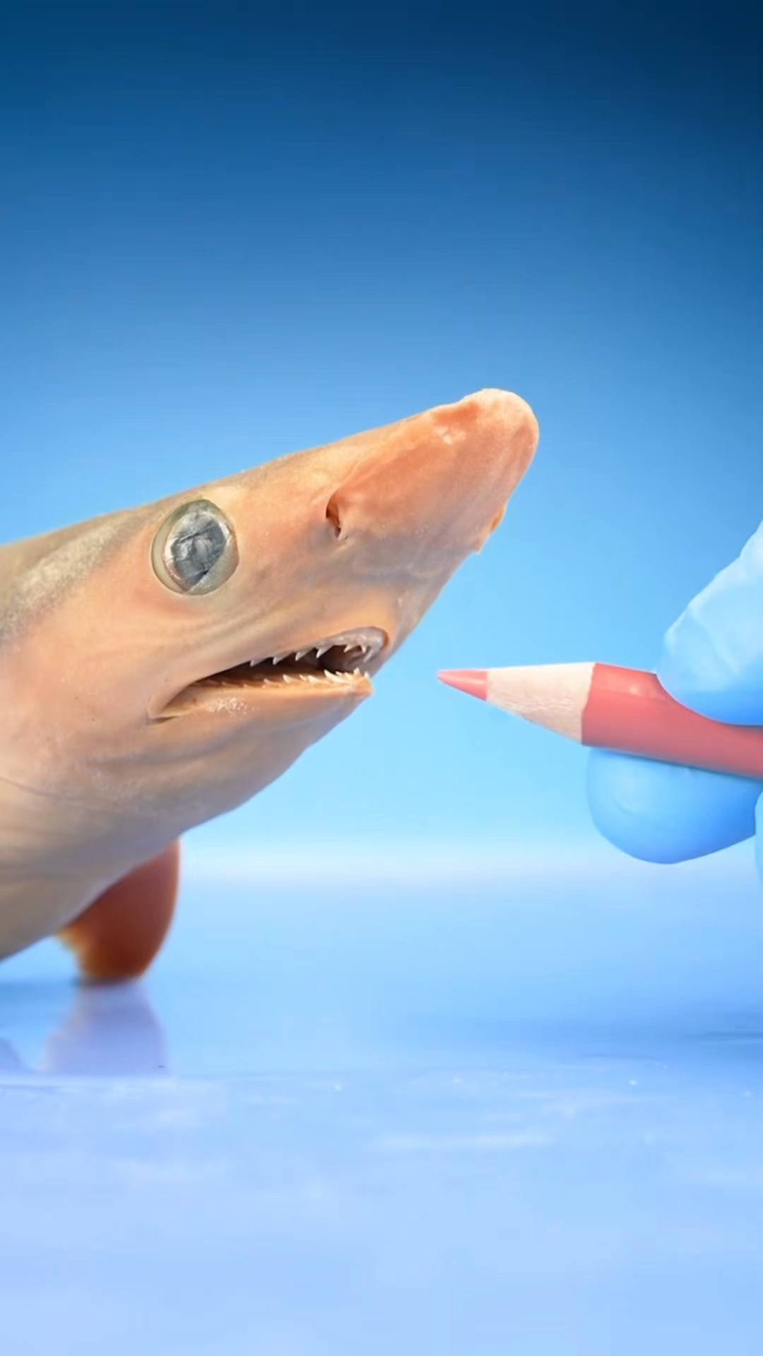 这才是牙齿最多的鱼