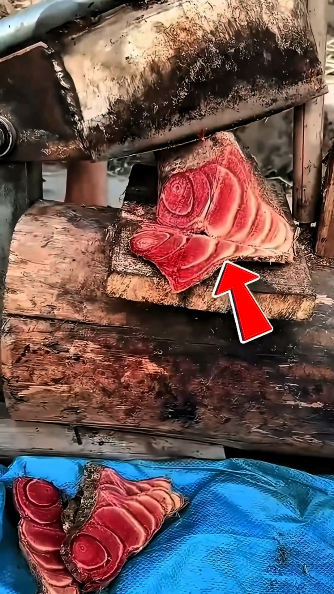 最神奇的鸡血藤树