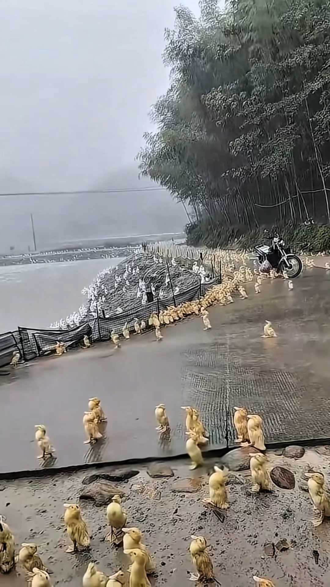 为什么下雨时鸭子一动不动站着