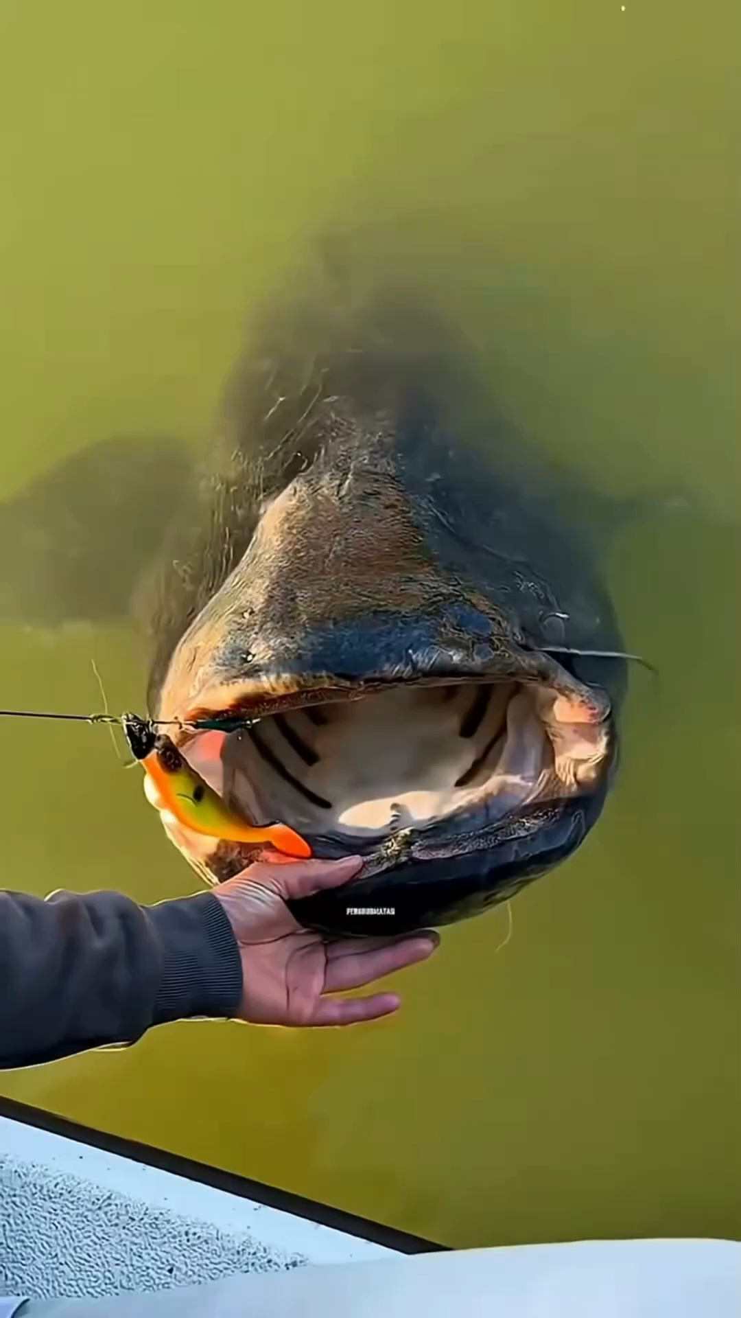 亚马逊河的巨型鲶鱼