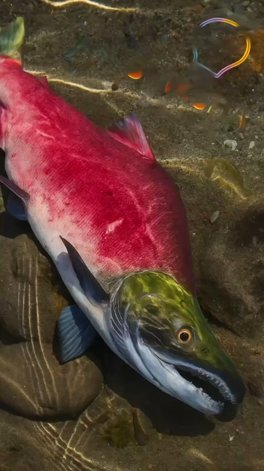 为什么三文鱼是红色