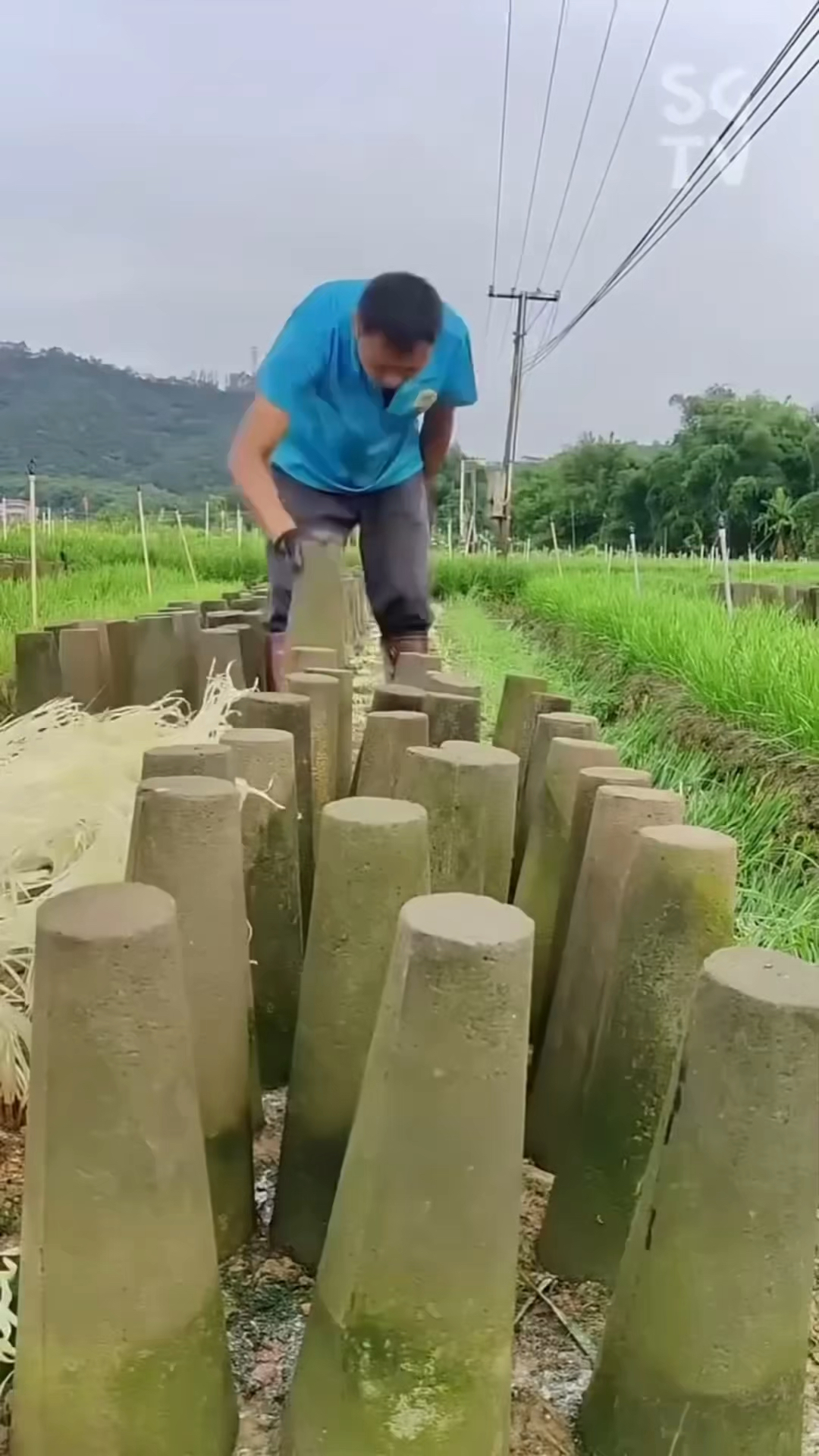 黄韭菜是如何种植出来的