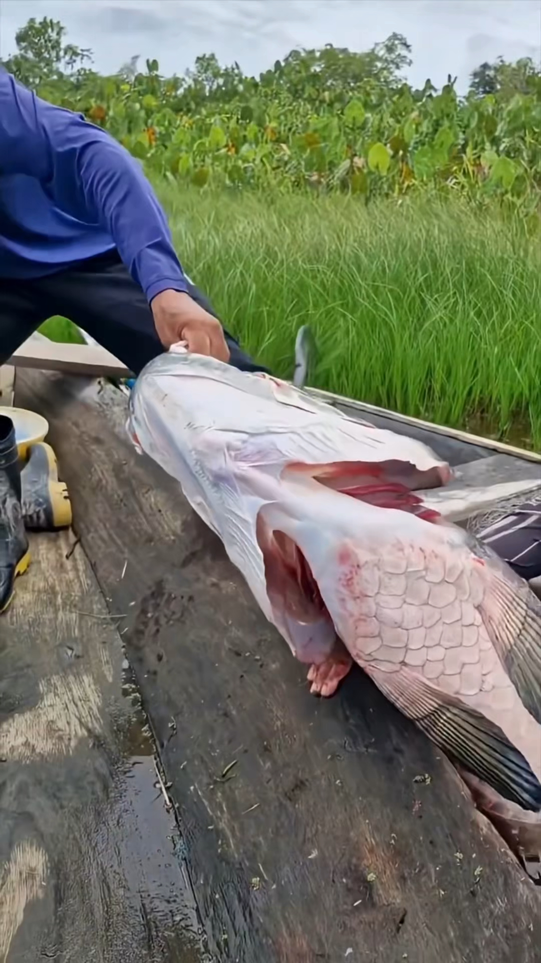 世界上最大的淡水鱼