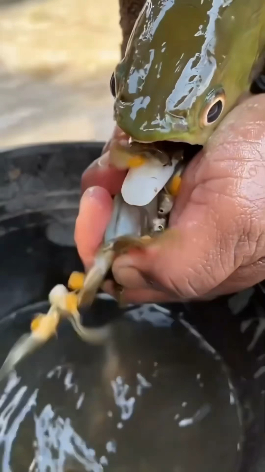 孕育孩子最特别的龙鱼