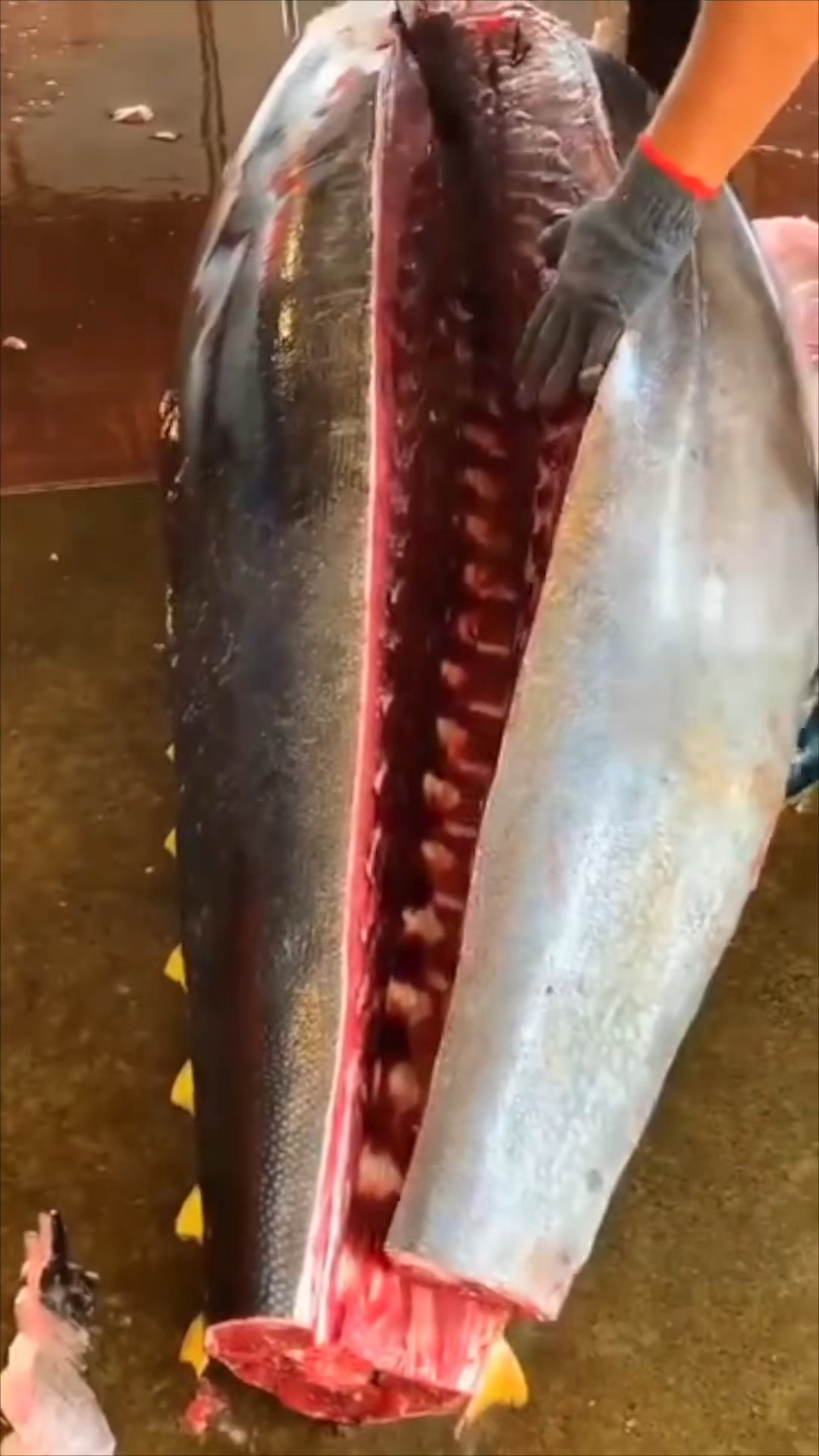 为什么金枪鱼的肉有深有浅