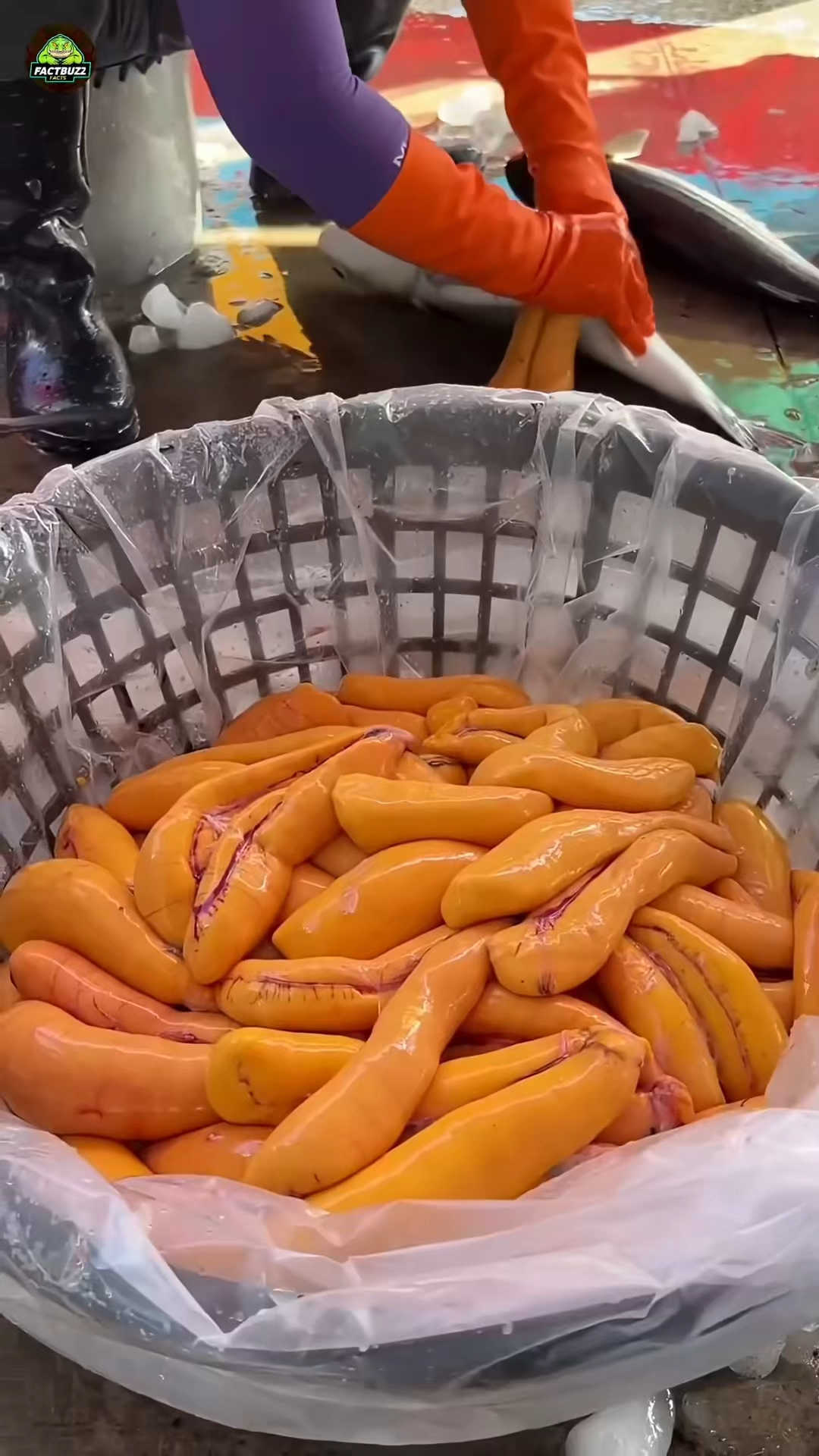 渔民是如何制作鱼卵干的