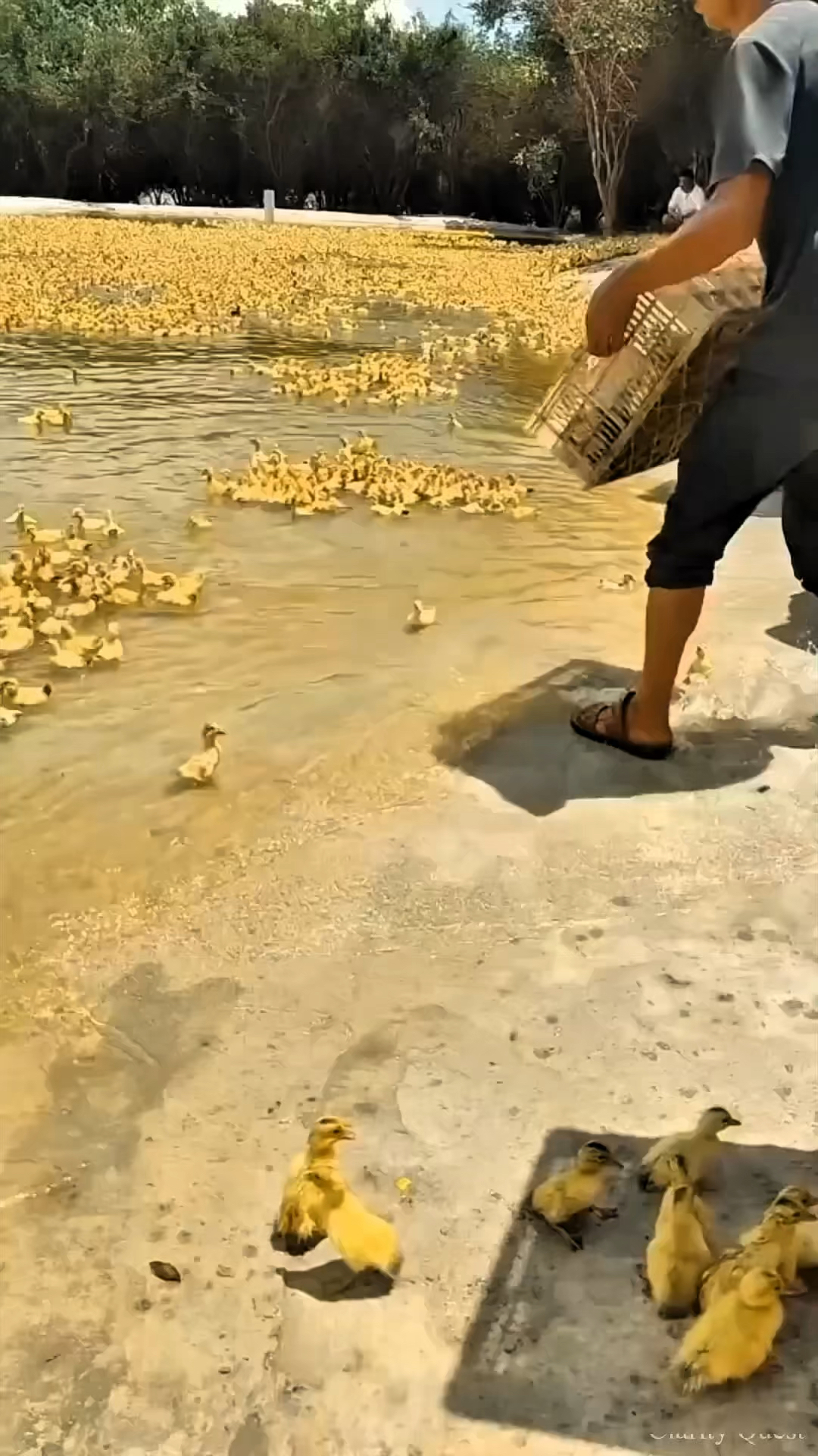 为什么要把小鸭子扔进池塘