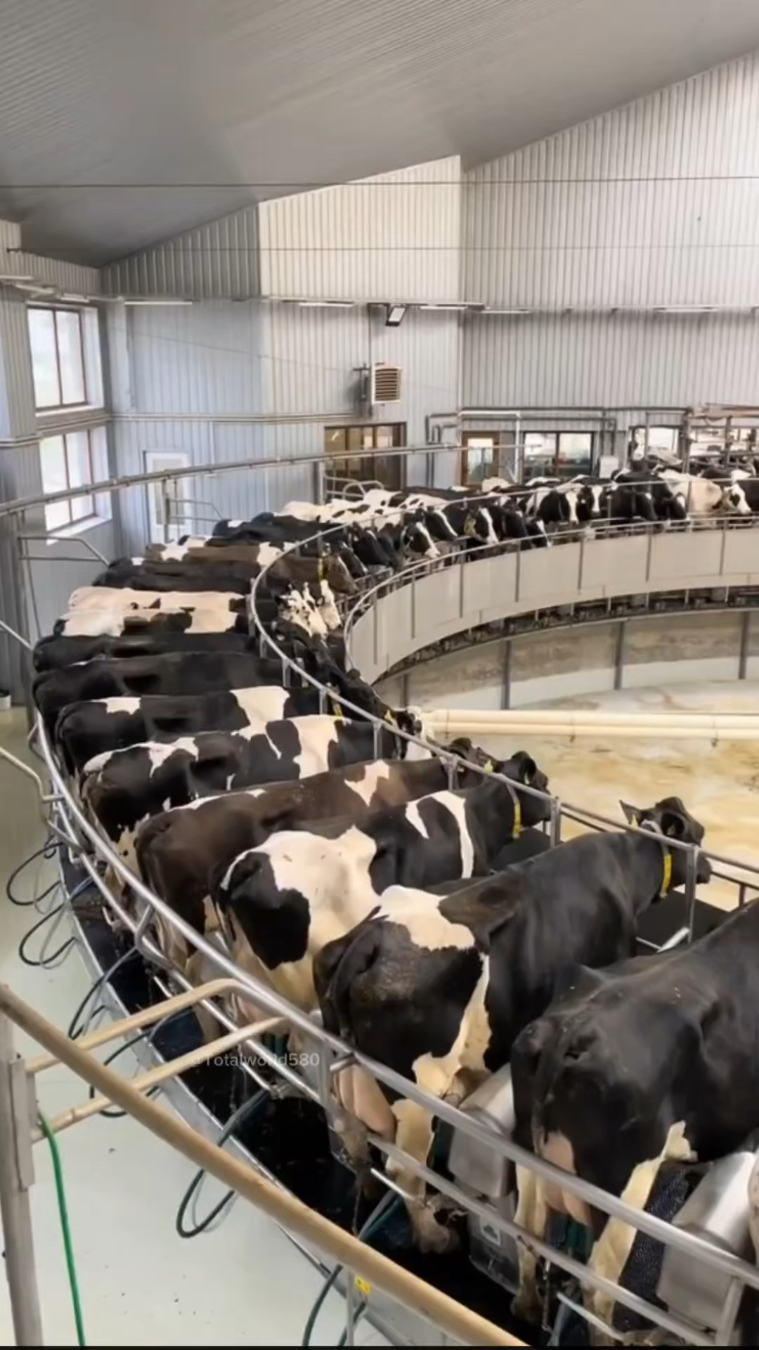 澳大利亚的高科技养牛场