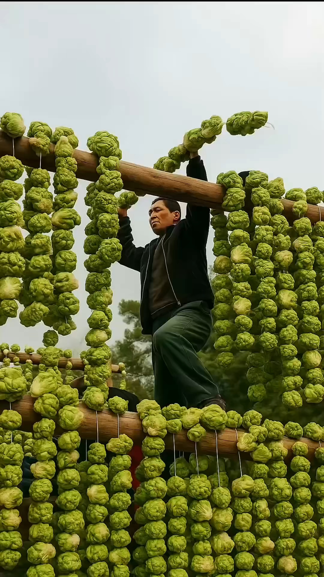 为什么这些人要把这种蔬菜挂起来