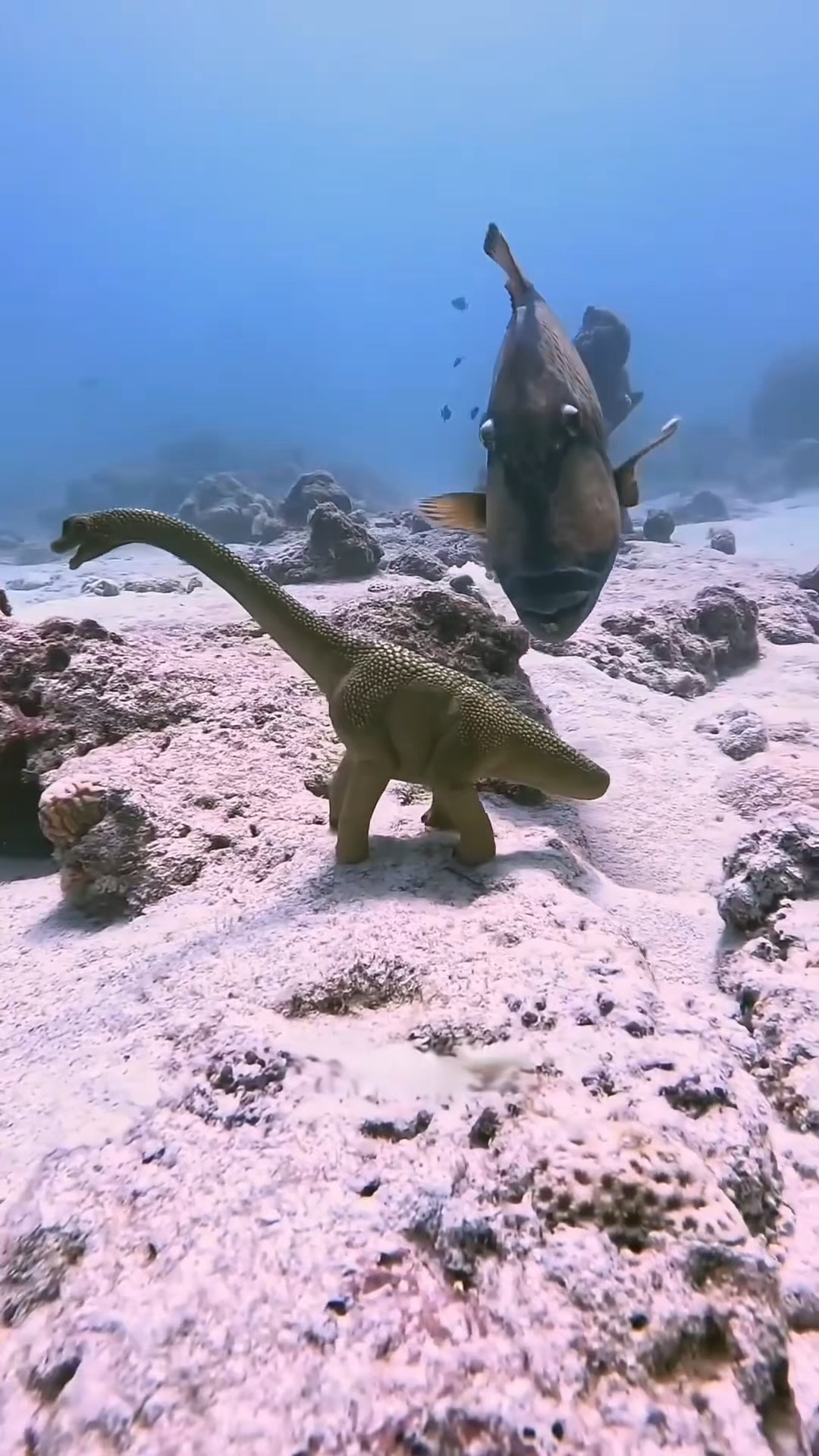 有着巨大嘴唇的鱼