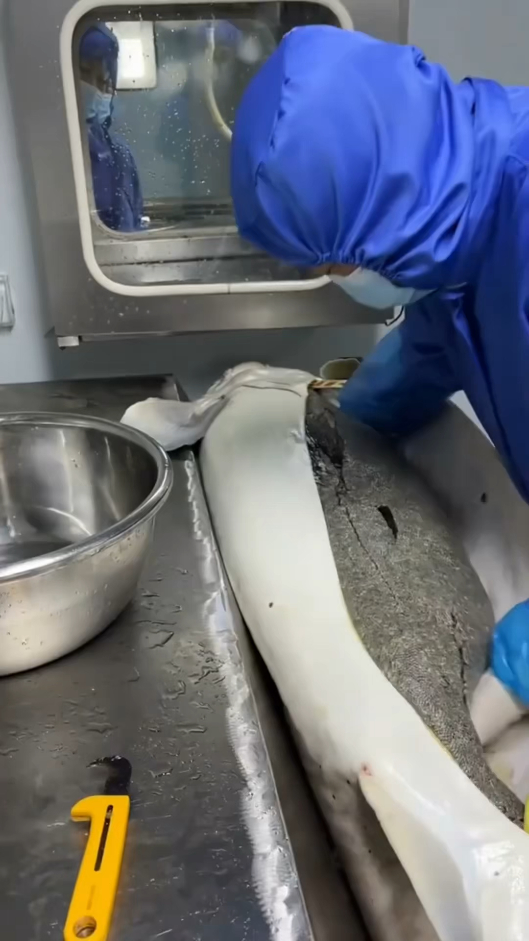 鱼子酱是如何从鲟鱼身上获取的