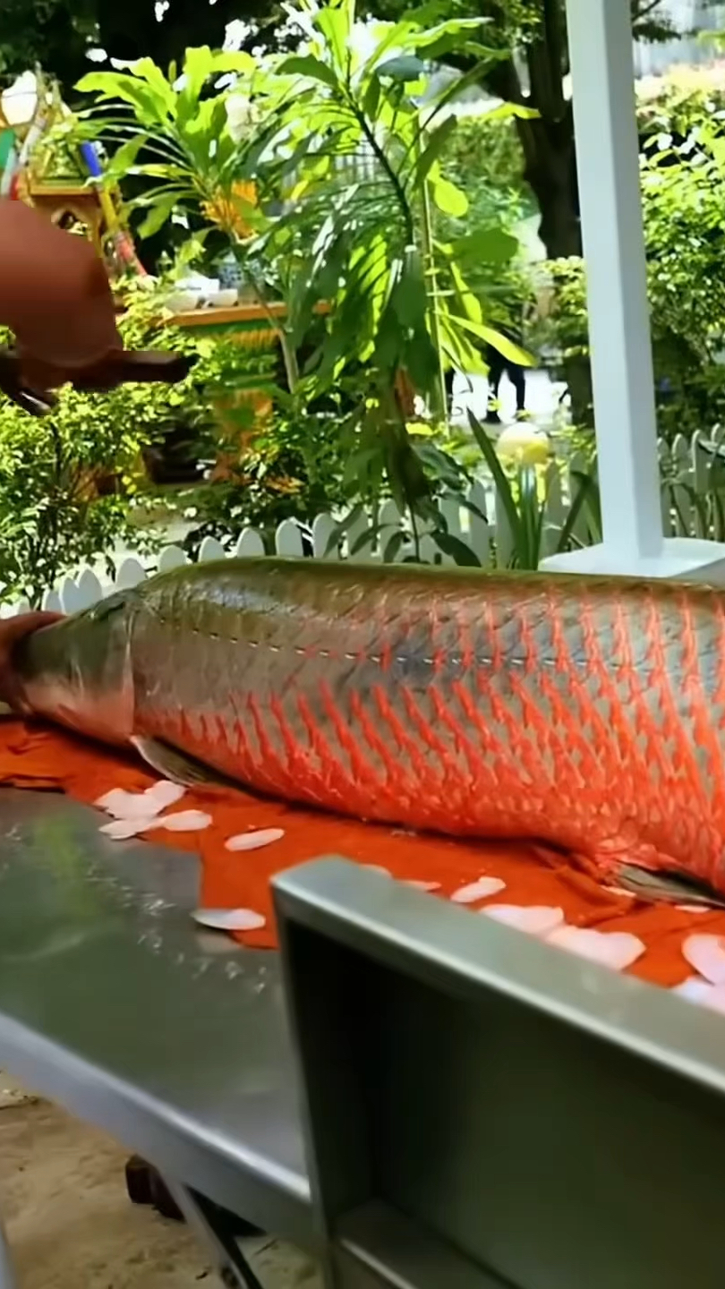 世界上最大的淡水鱼之一