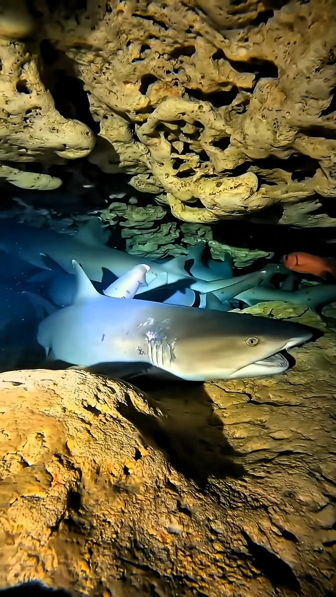 为什么有些鲨鱼会躲在岩石洞里
