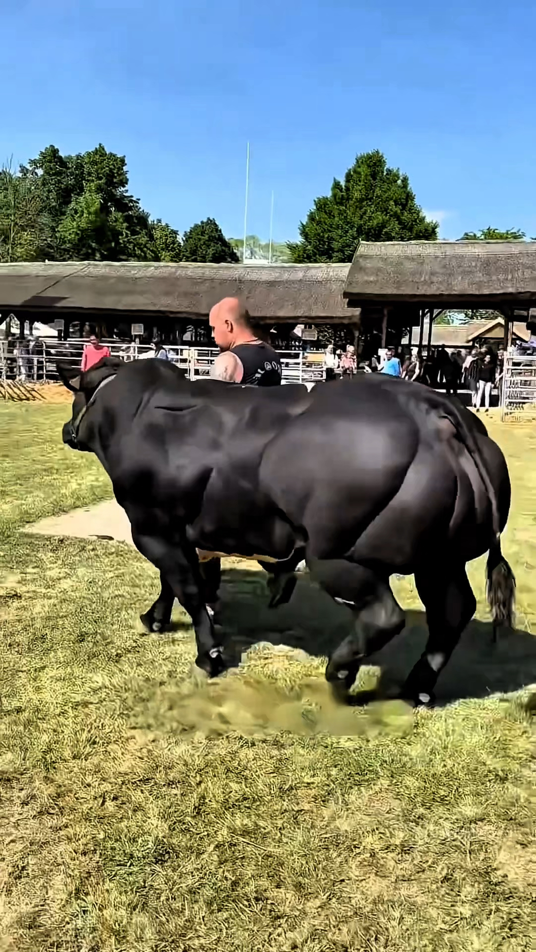 为什么一些动物会有发达肌肉