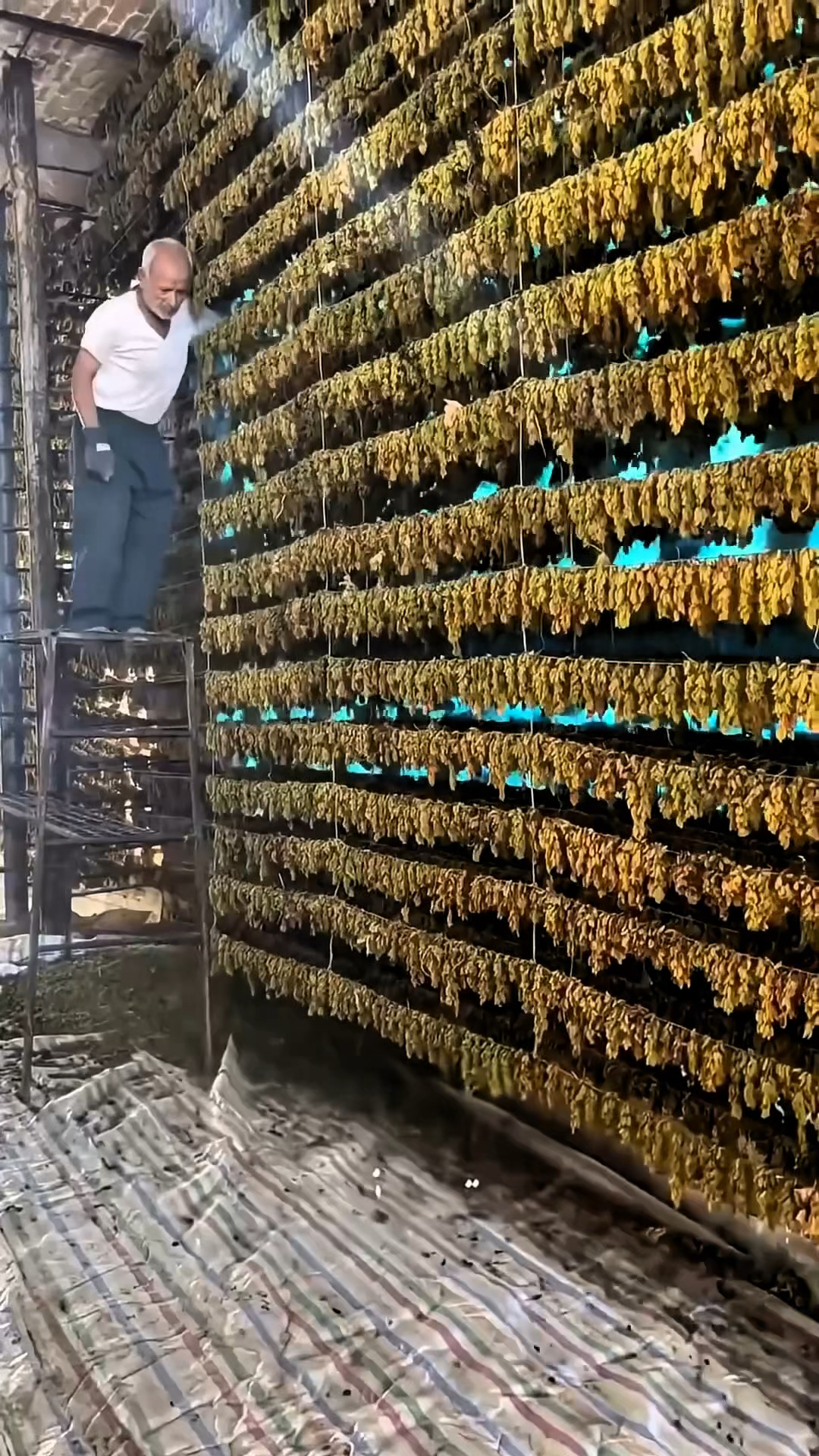 葡萄干是如何制作的