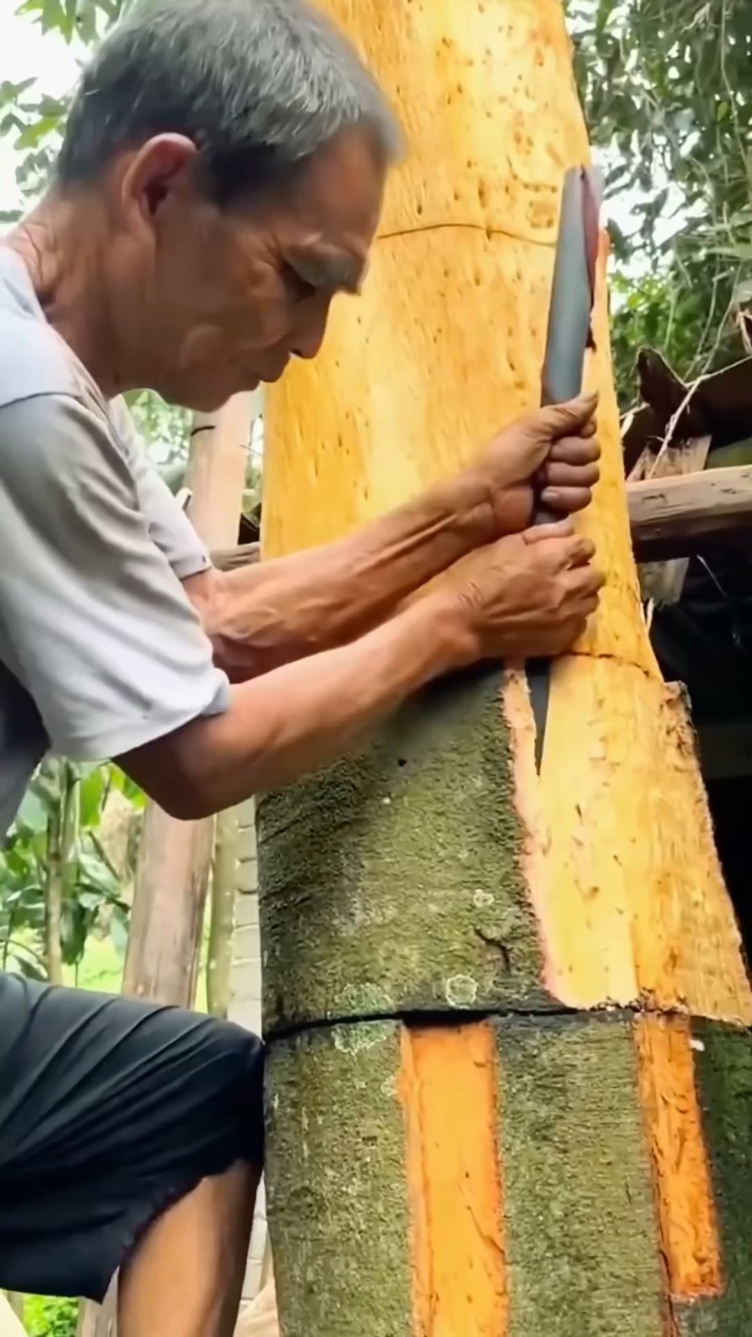 肉桂其实就是树皮