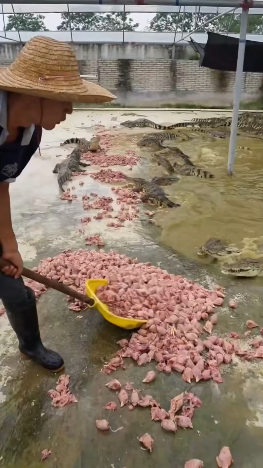 泰国的鳄鱼养殖场