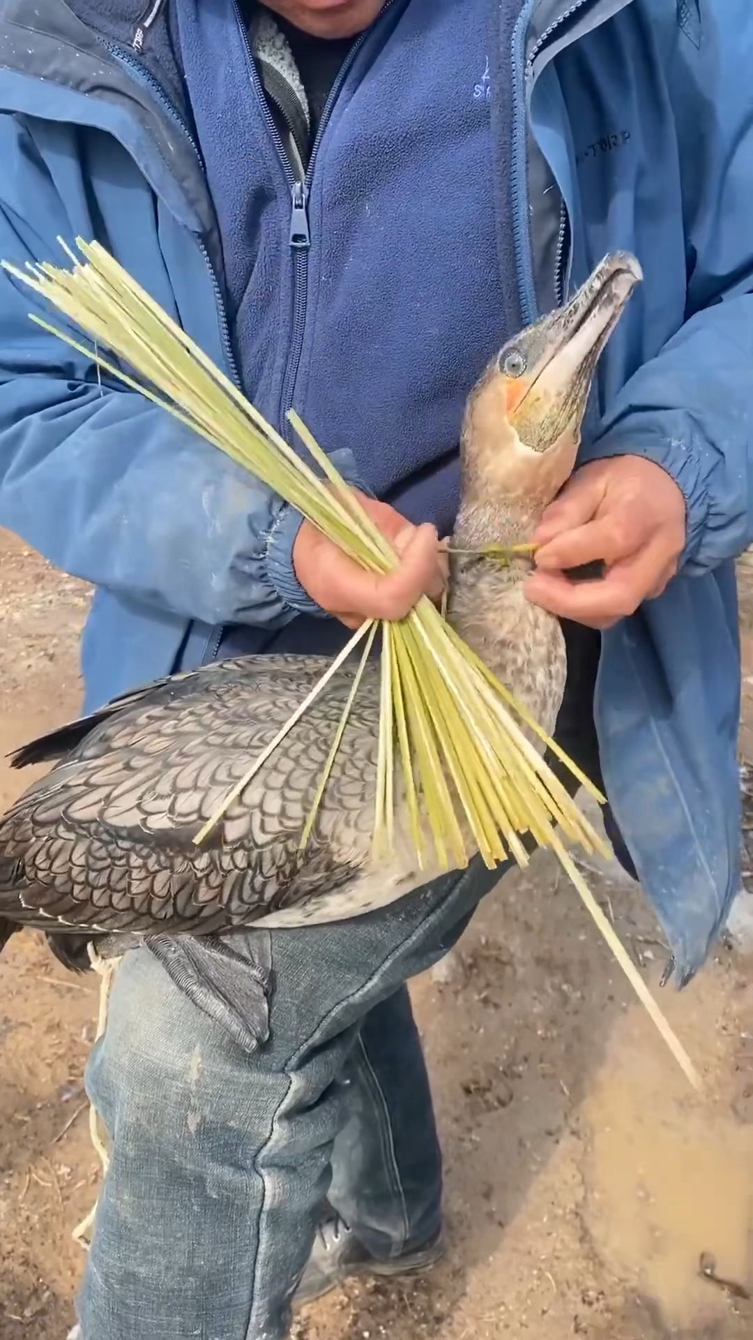 延续至今的鸬鹚捕鱼