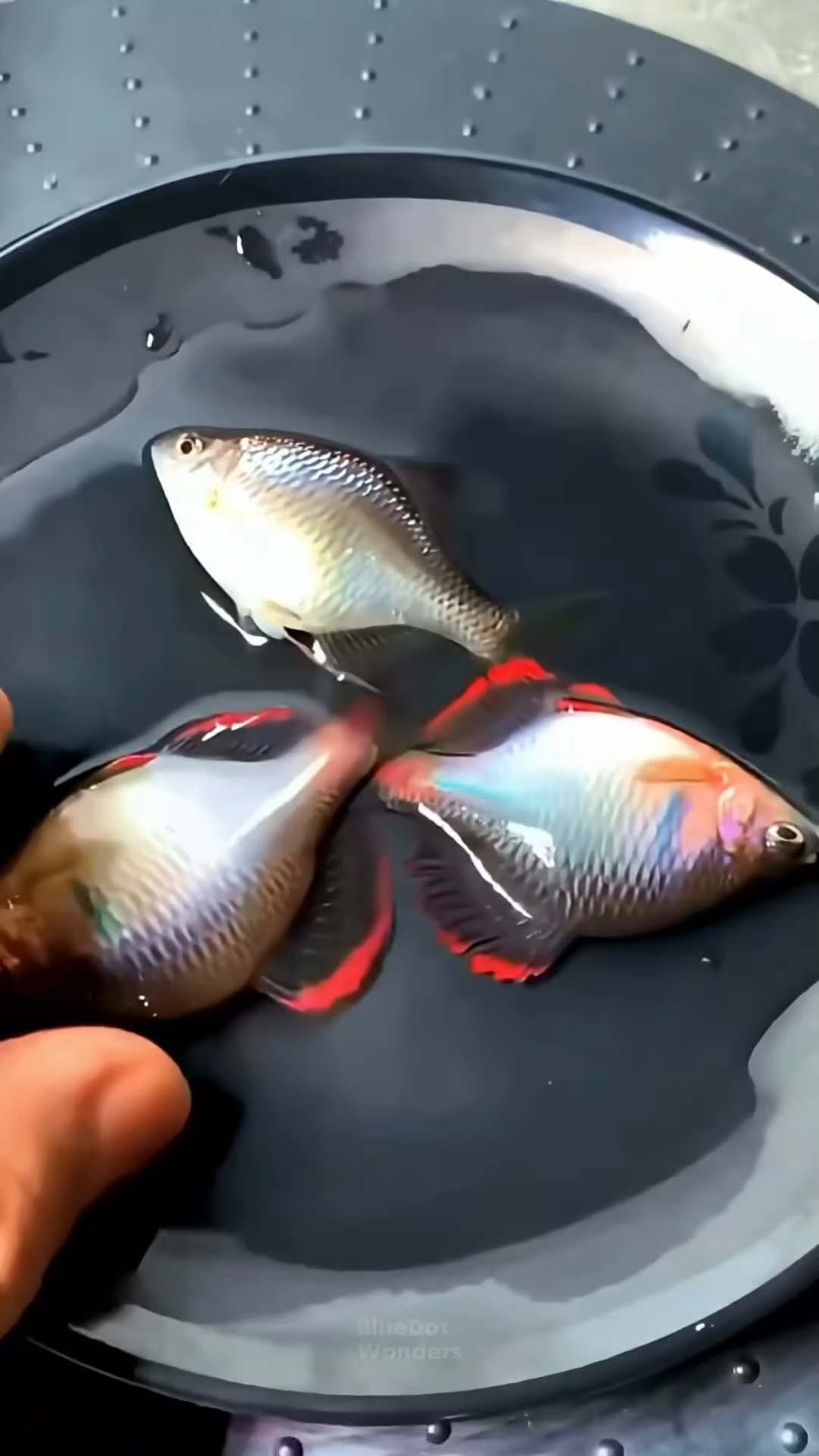 小咬鱼的产卵全过程