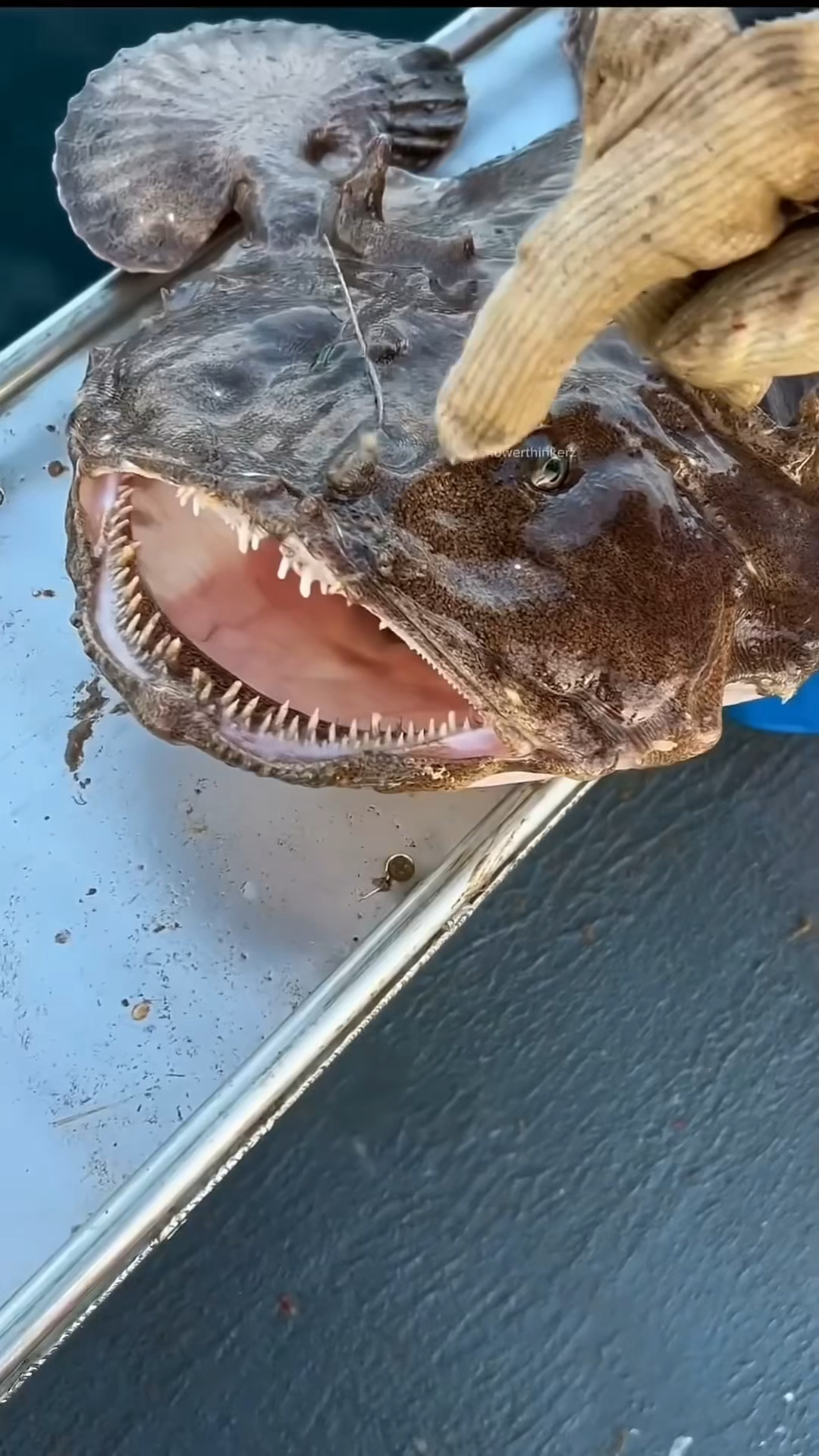 安康鱼是如何捕食的