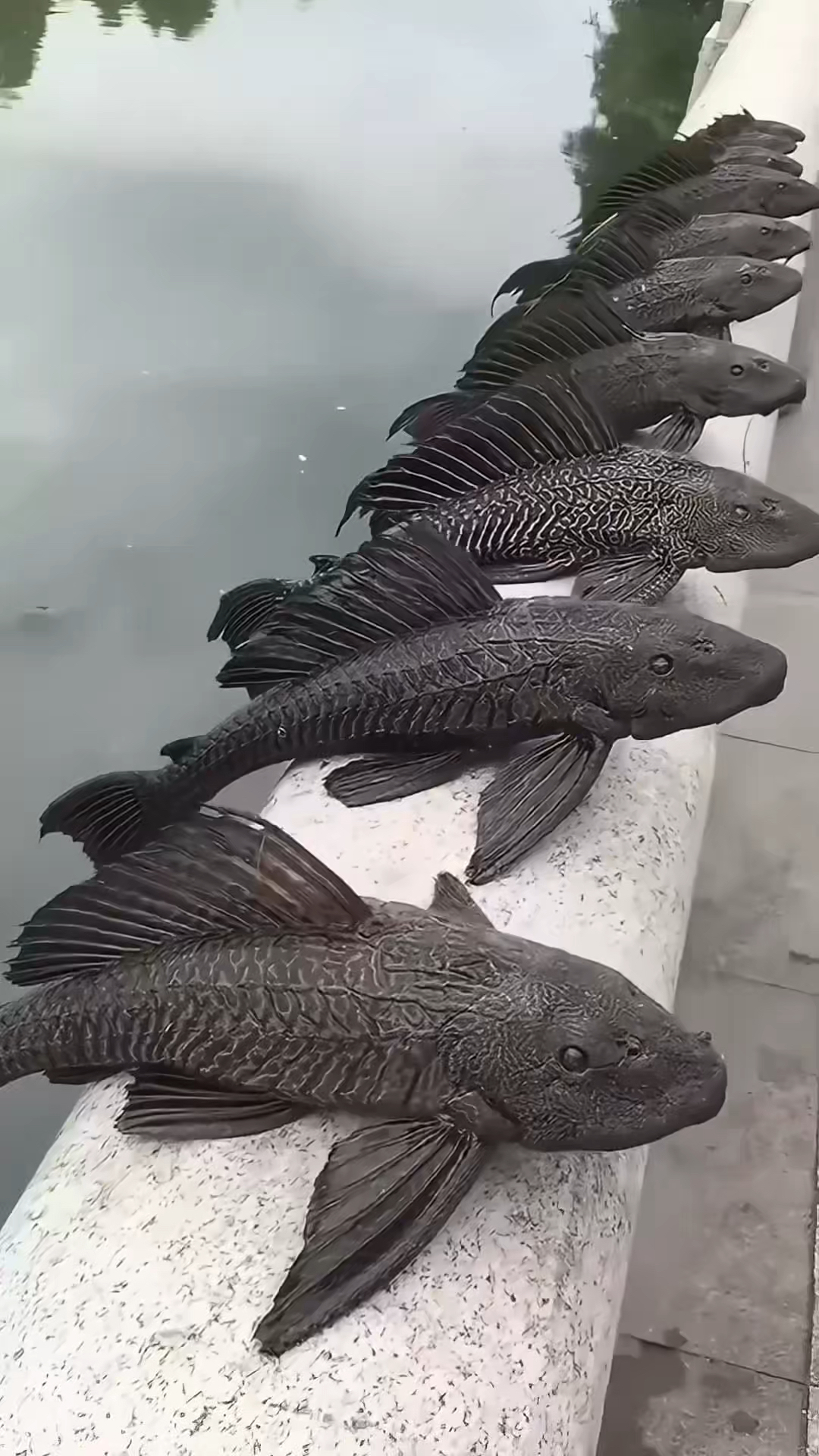 生命力顽强的清道夫鱼