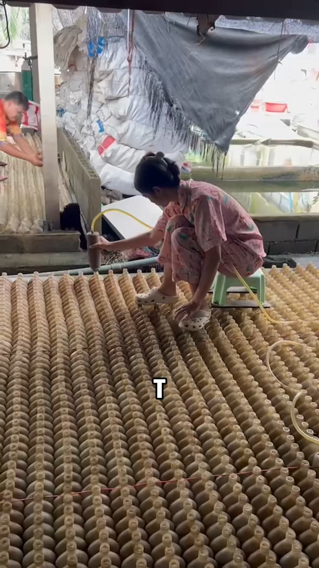 利用小瓶子大规模养殖斗鱼