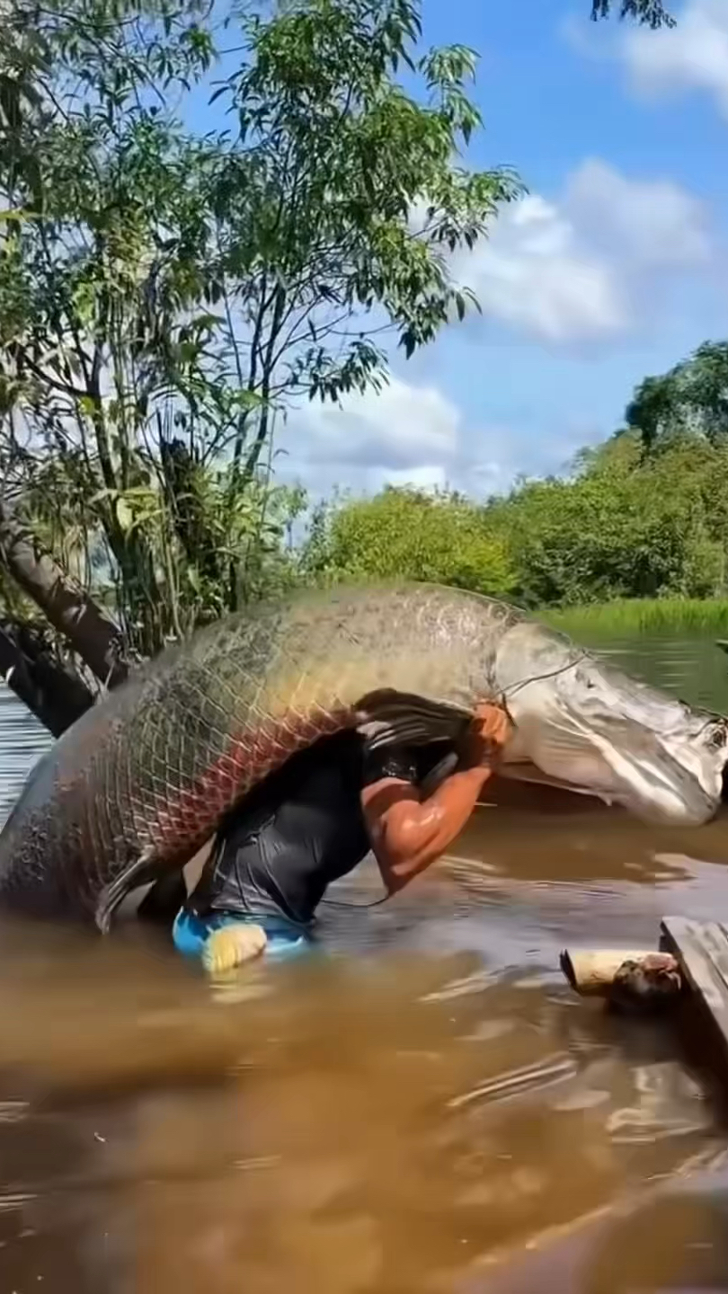 世界上最强壮的淡水鱼之一