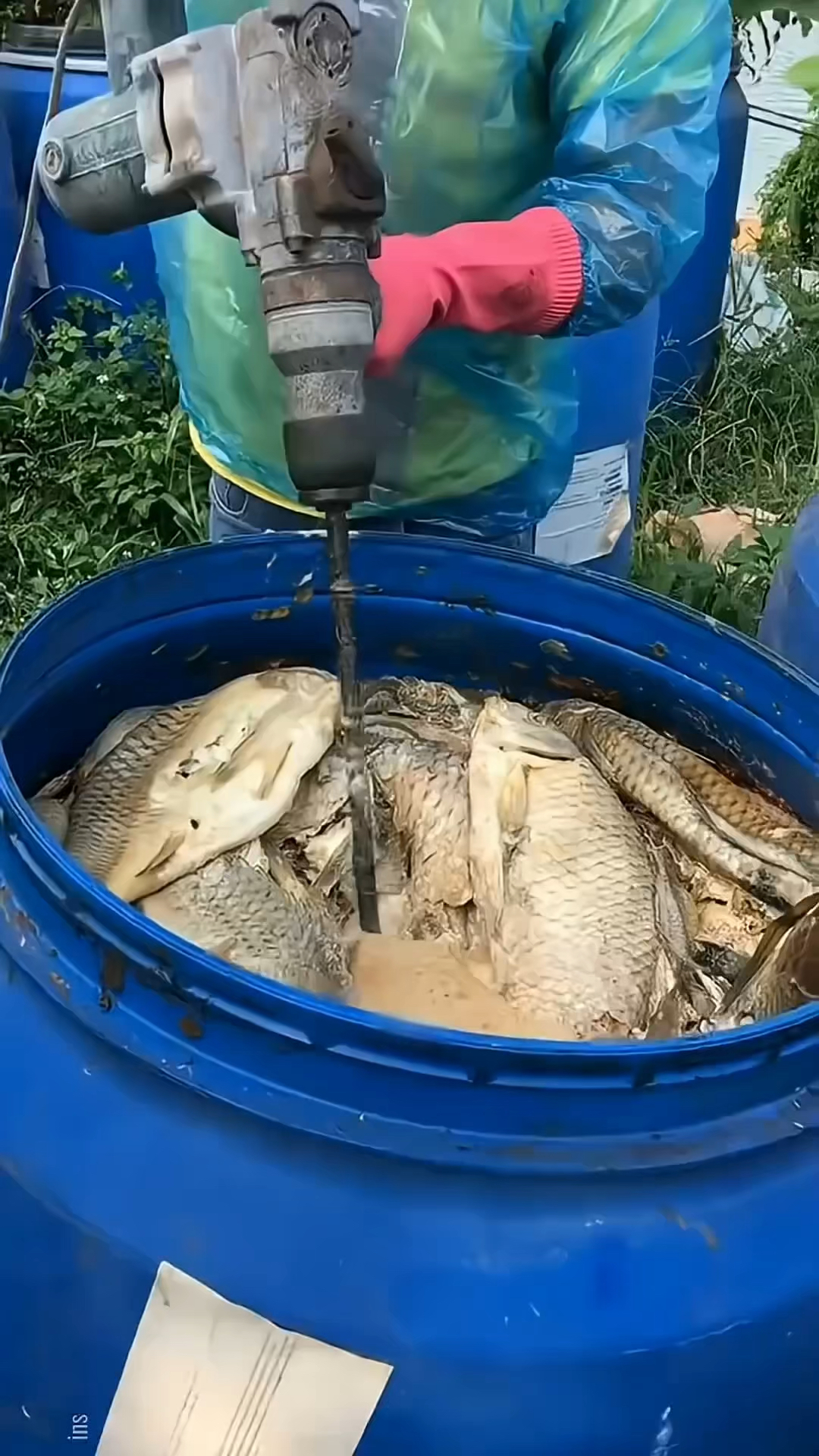 越南鱼露的制作过程